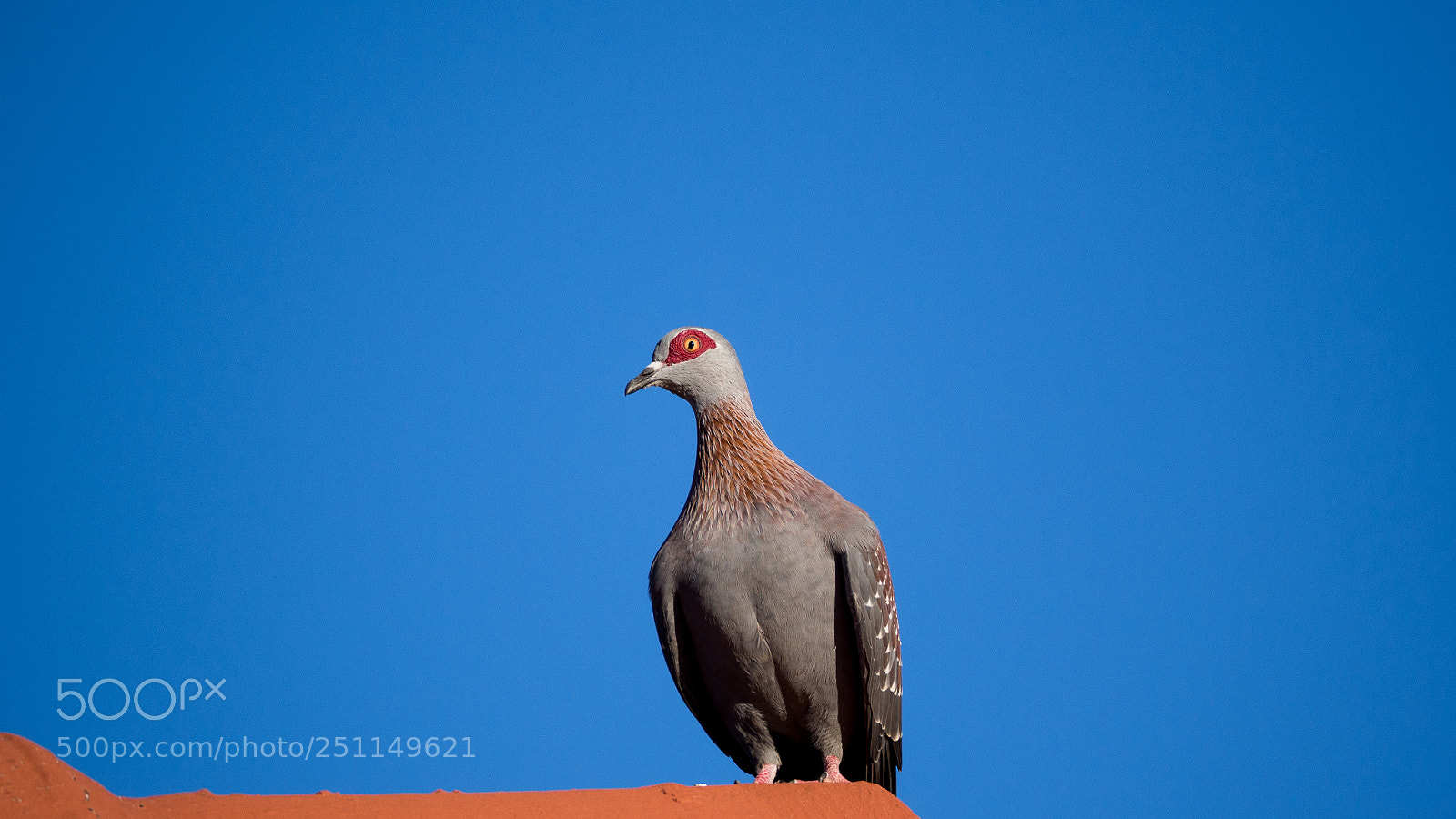 Olympus OM-D E-M10 II sample photo. Speckled pigeon photography