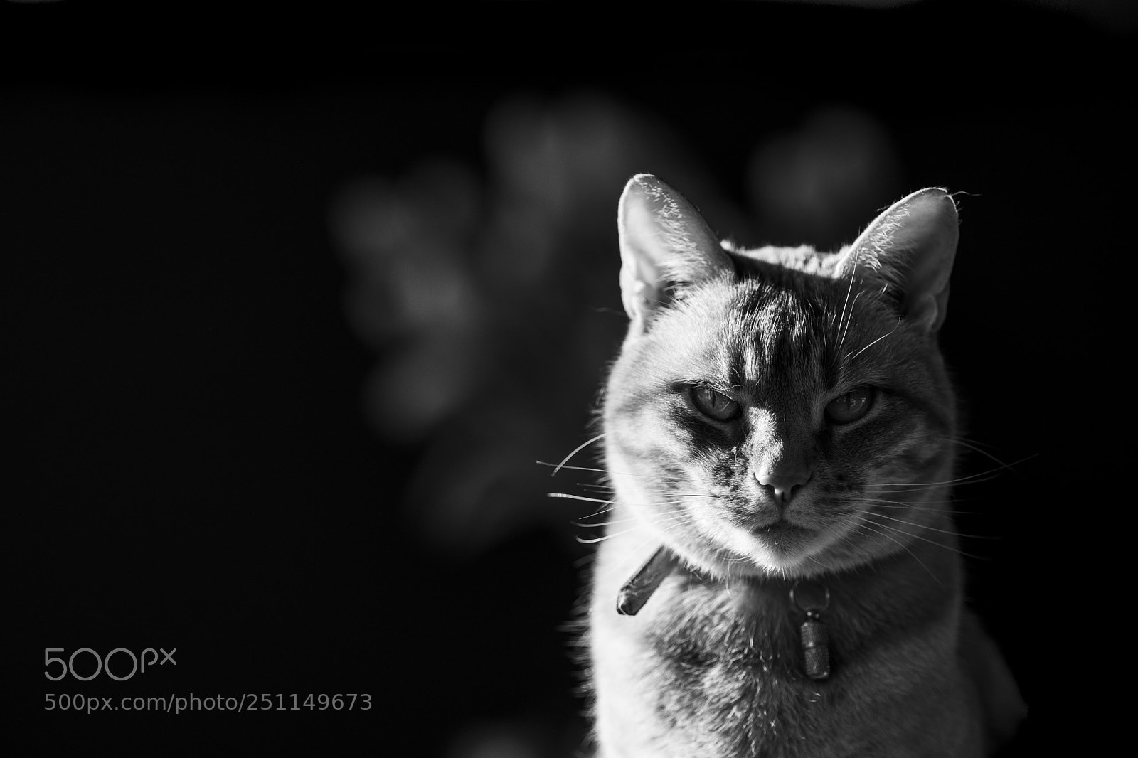 Fujifilm X-Pro2 sample photo. F%&k off! photography