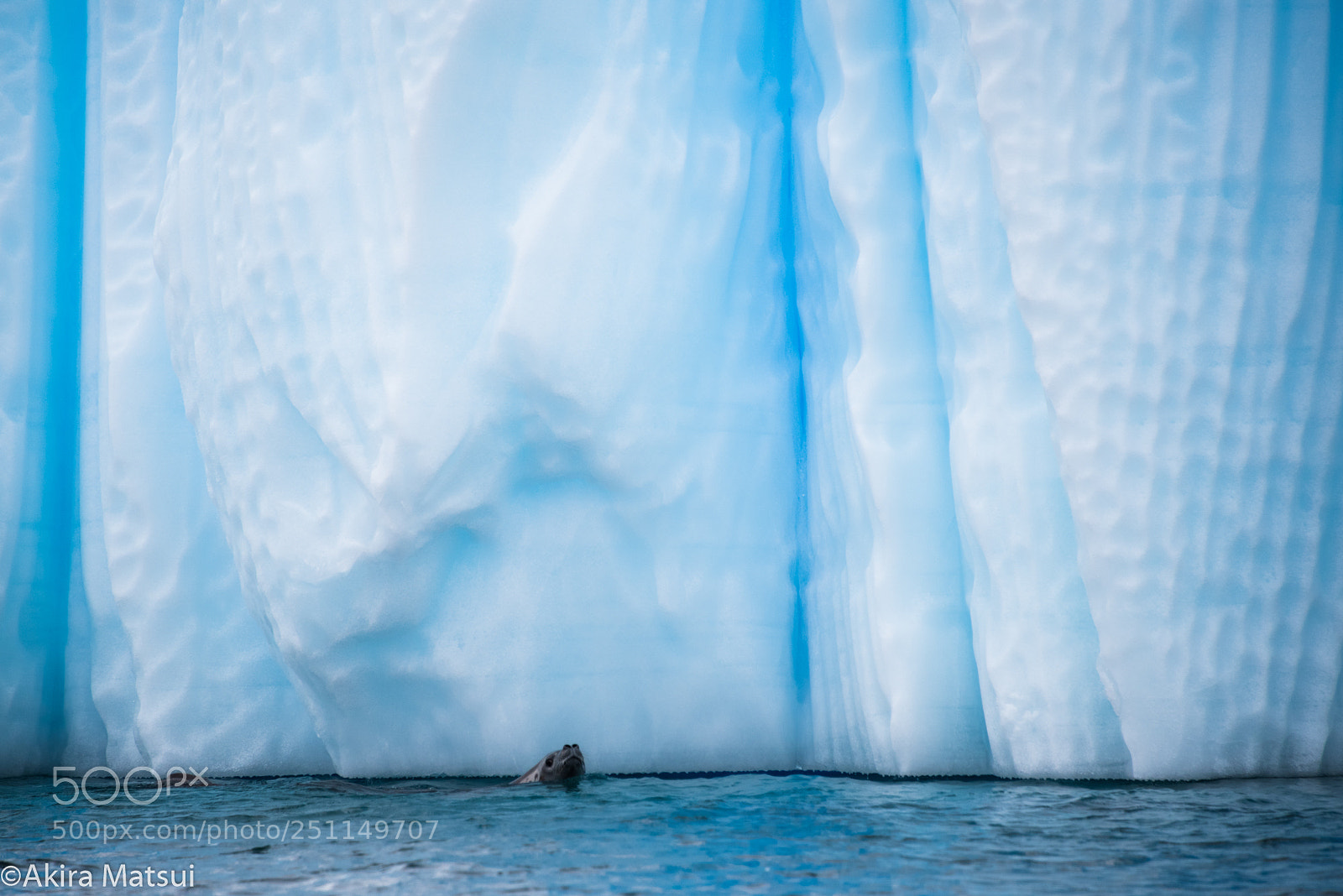Nikon D810 sample photo. Ice garden with a photography