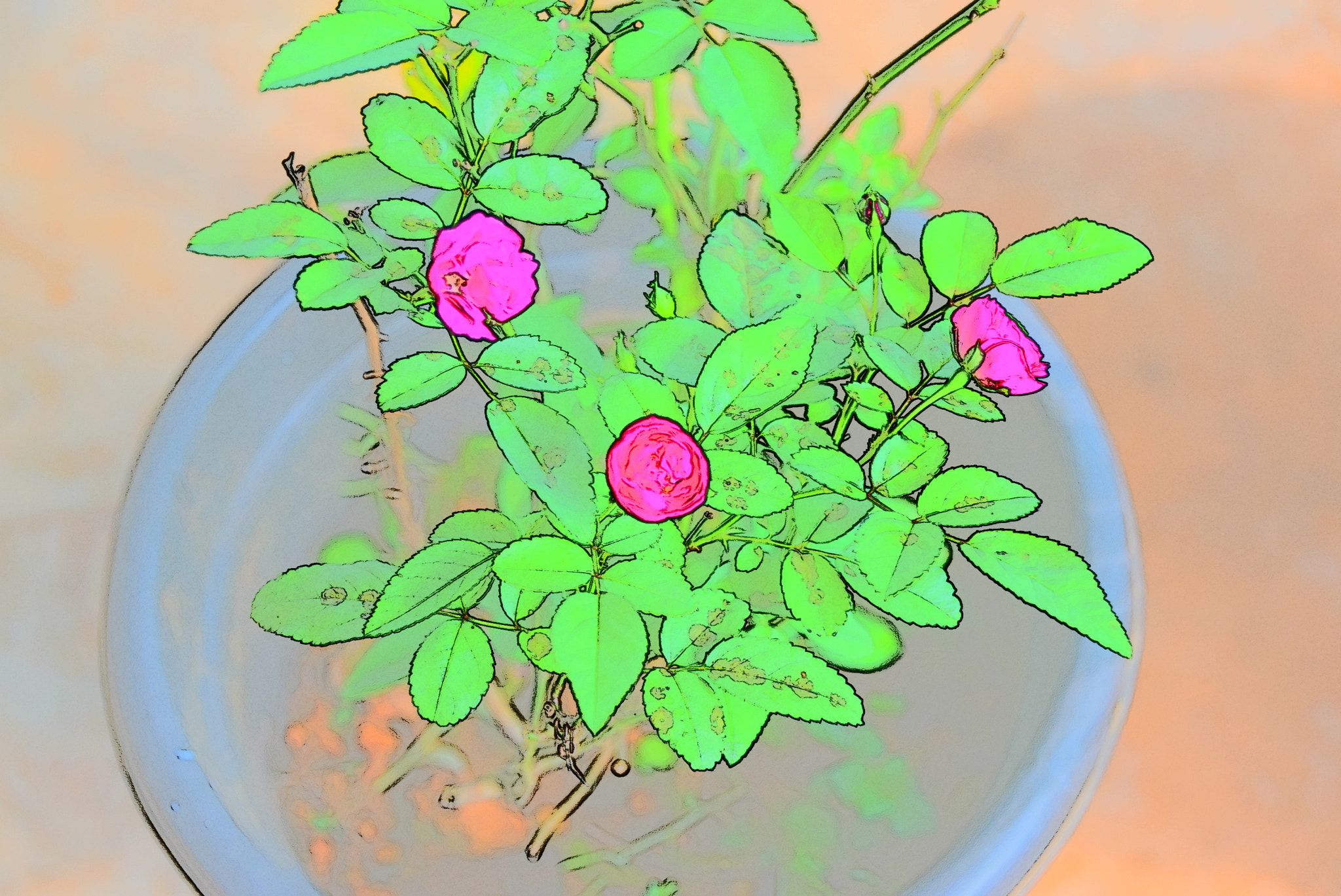Nikon D5300 sample photo. Rose flower pot photography