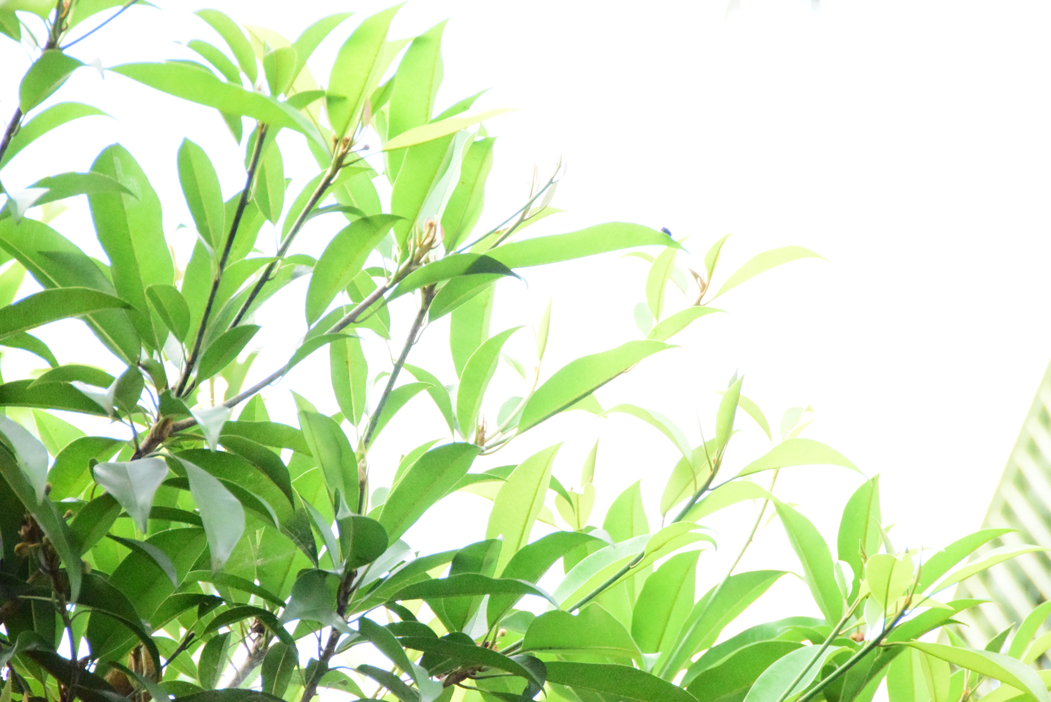 Nikon D5300 sample photo. Chikoo plant photography