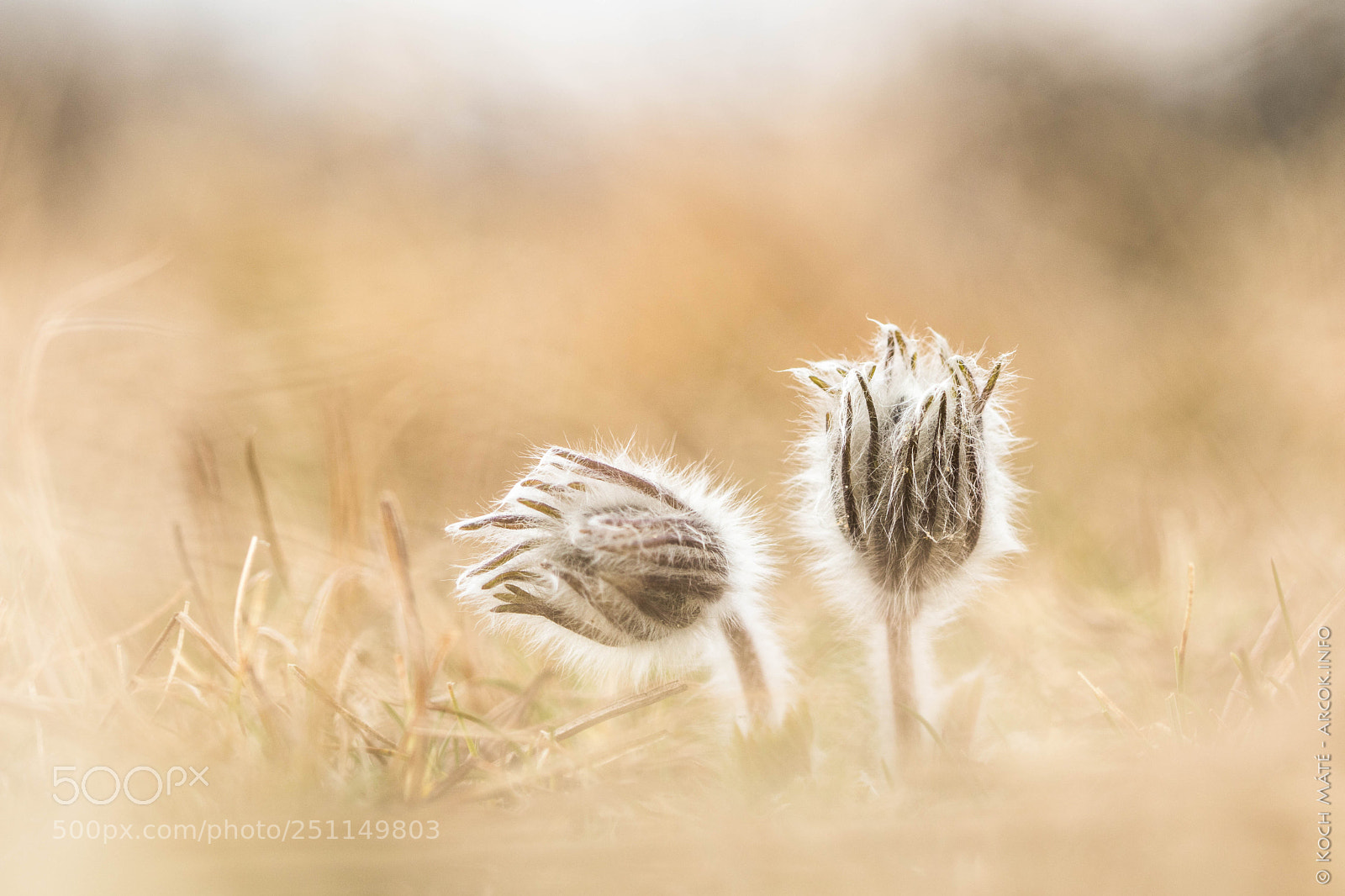 Canon EOS M5 sample photo. Pulsatilla pratensis photography