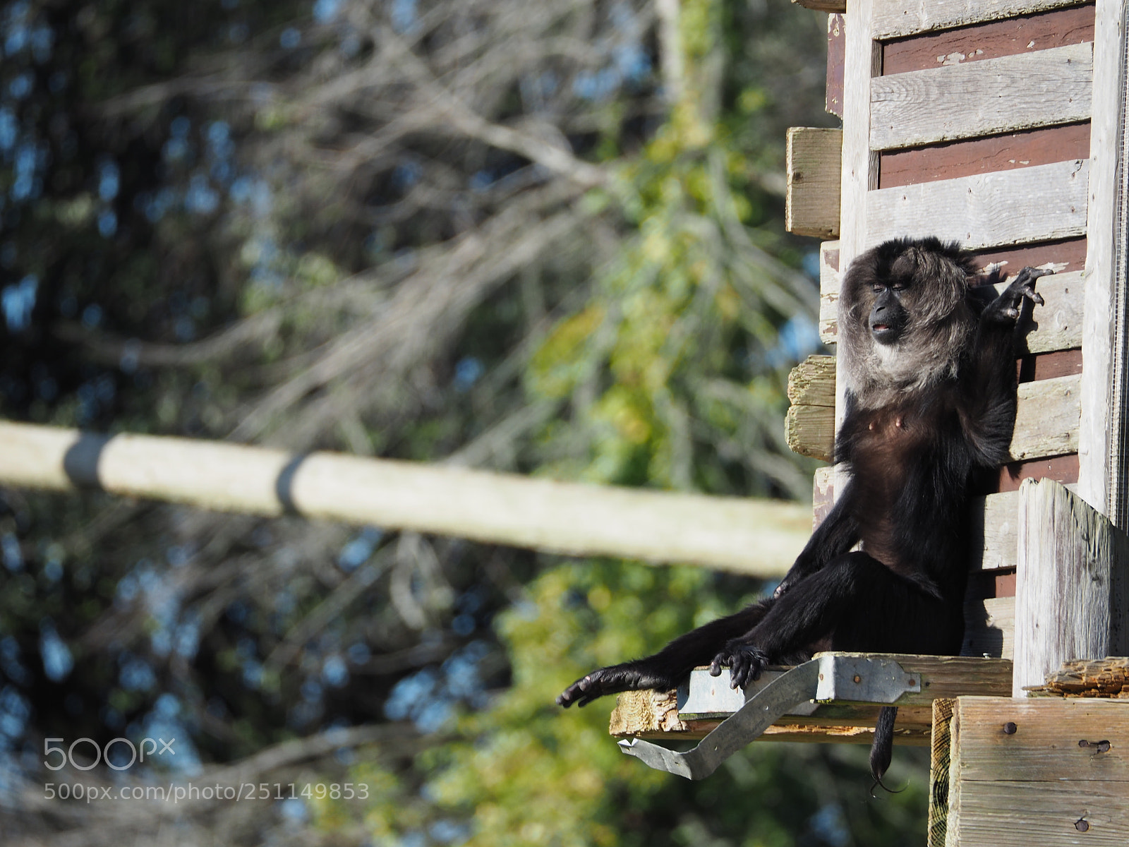 Olympus OM-D E-M5 II sample photo. Lion-tailed macaque taking at photography