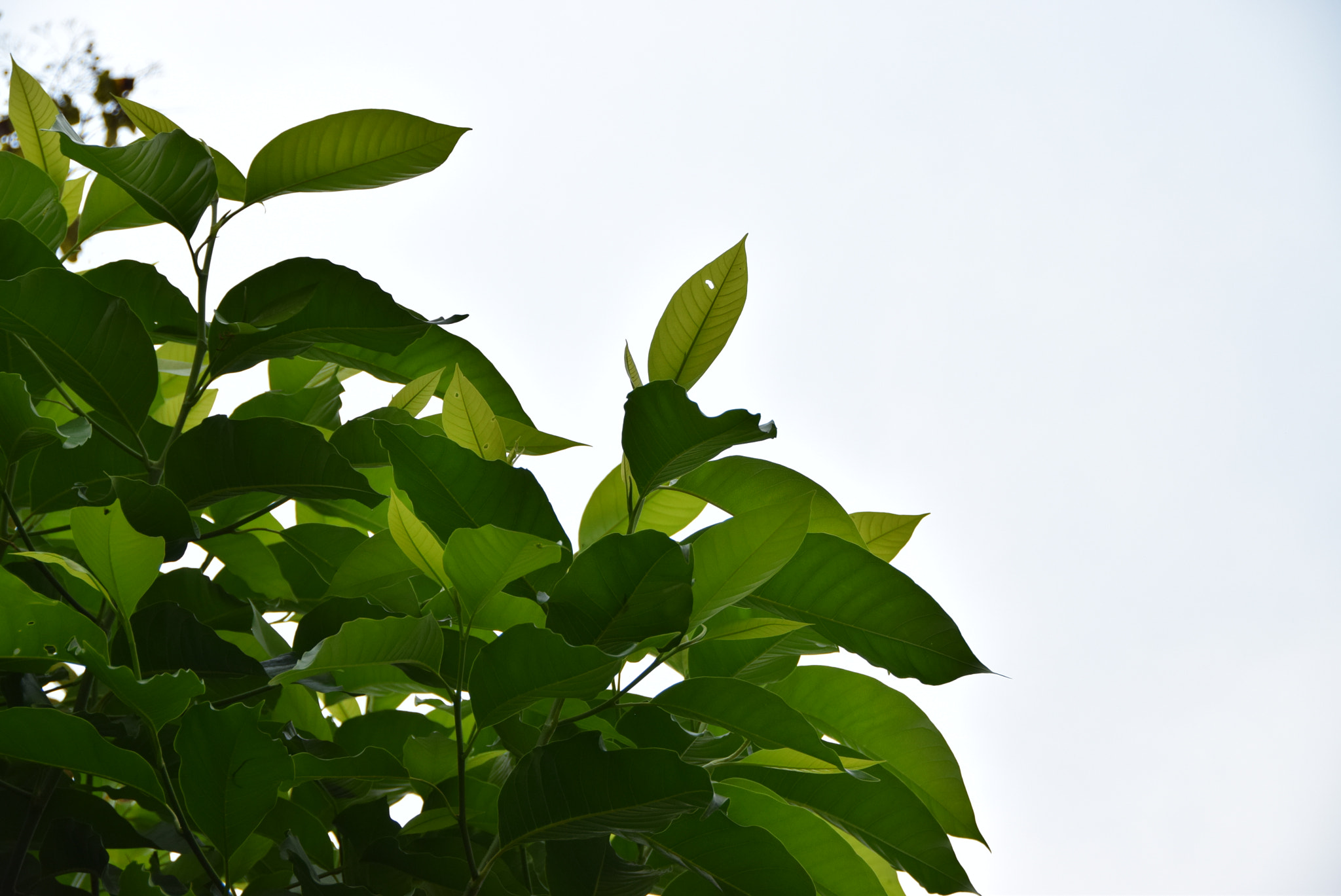 Nikon D5300 sample photo. Champak tree photography