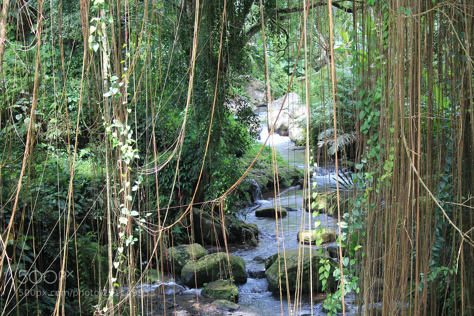 Canon EOS 1100D (EOS Rebel T3 / EOS Kiss X50) sample photo. Stream in the jungle. photography