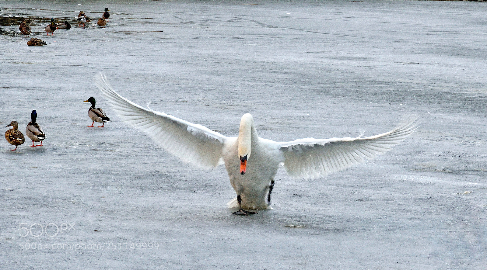 Nikon D3300 sample photo. Swan 3 photography