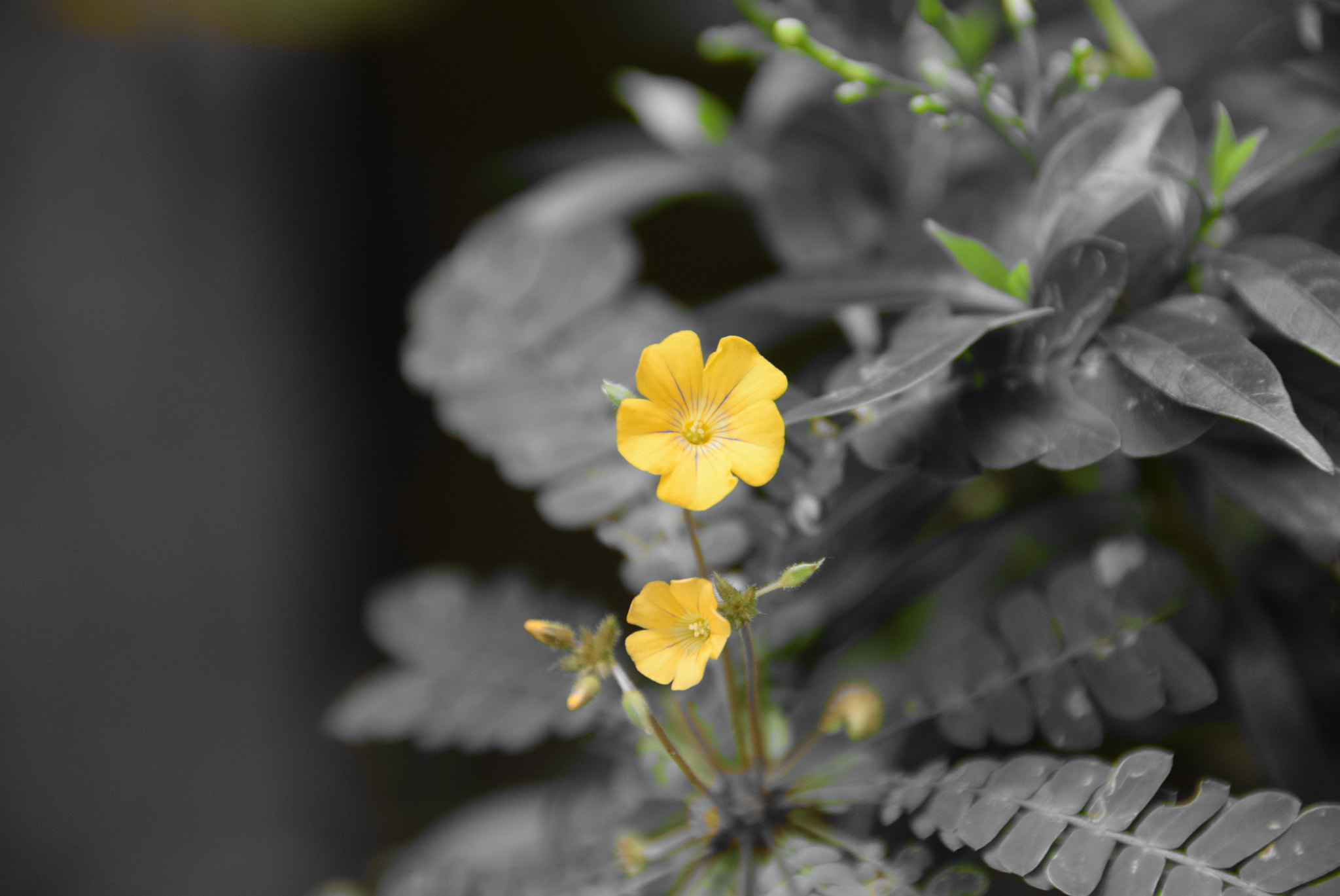 Nikon D5300 sample photo. Mukkutti plant photography