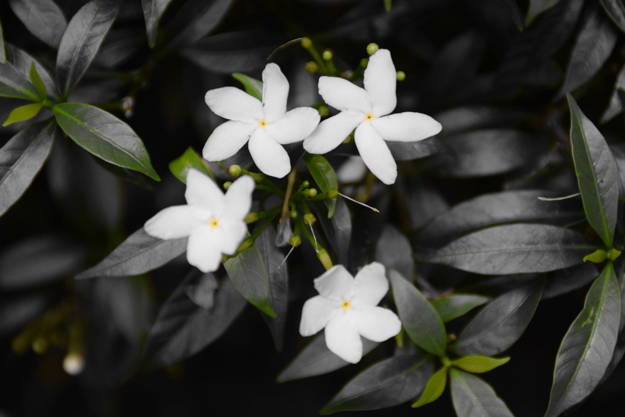 Nikon D5300 sample photo. Jasmine plant photography