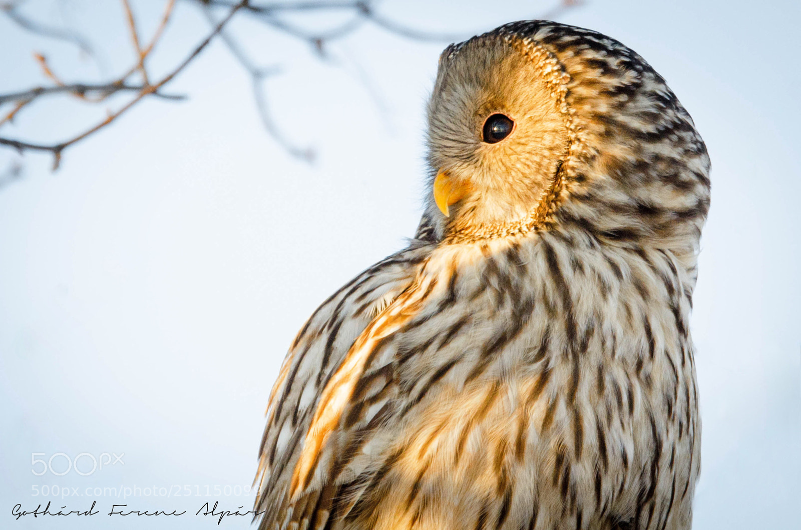 Nikon D7000 sample photo. Ural owl (strix uralensis) photography