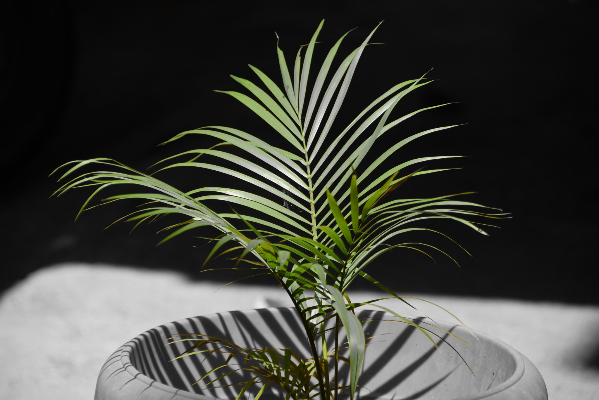 Nikon D5300 sample photo. Indoor plant photography