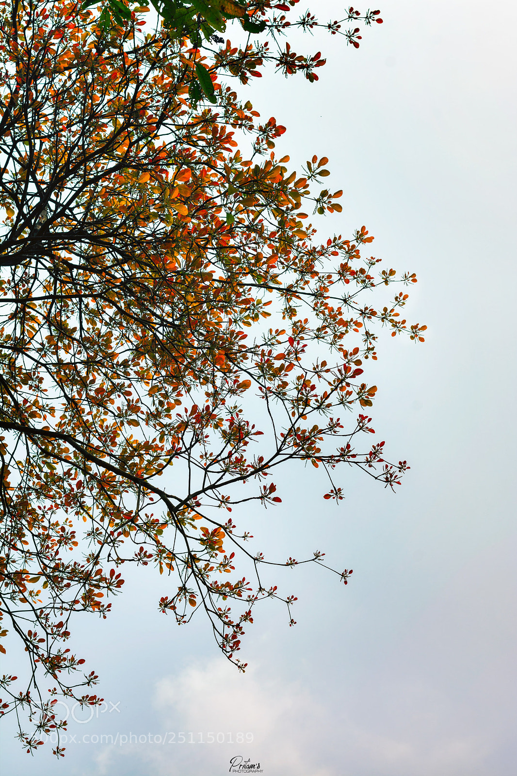 Nikon D7100 sample photo. Spring photography