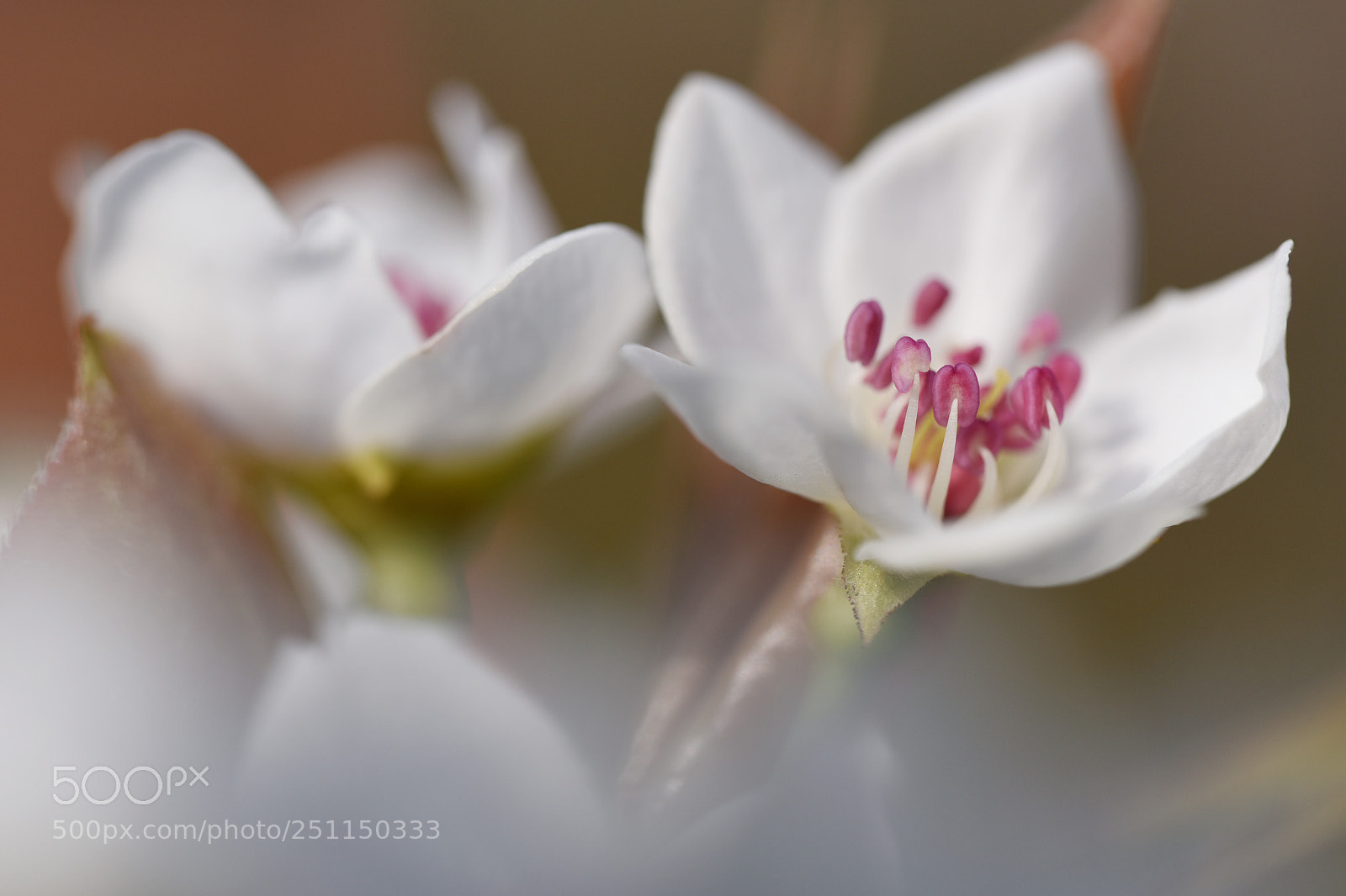 Nikon D810 sample photo. 梨花 photography