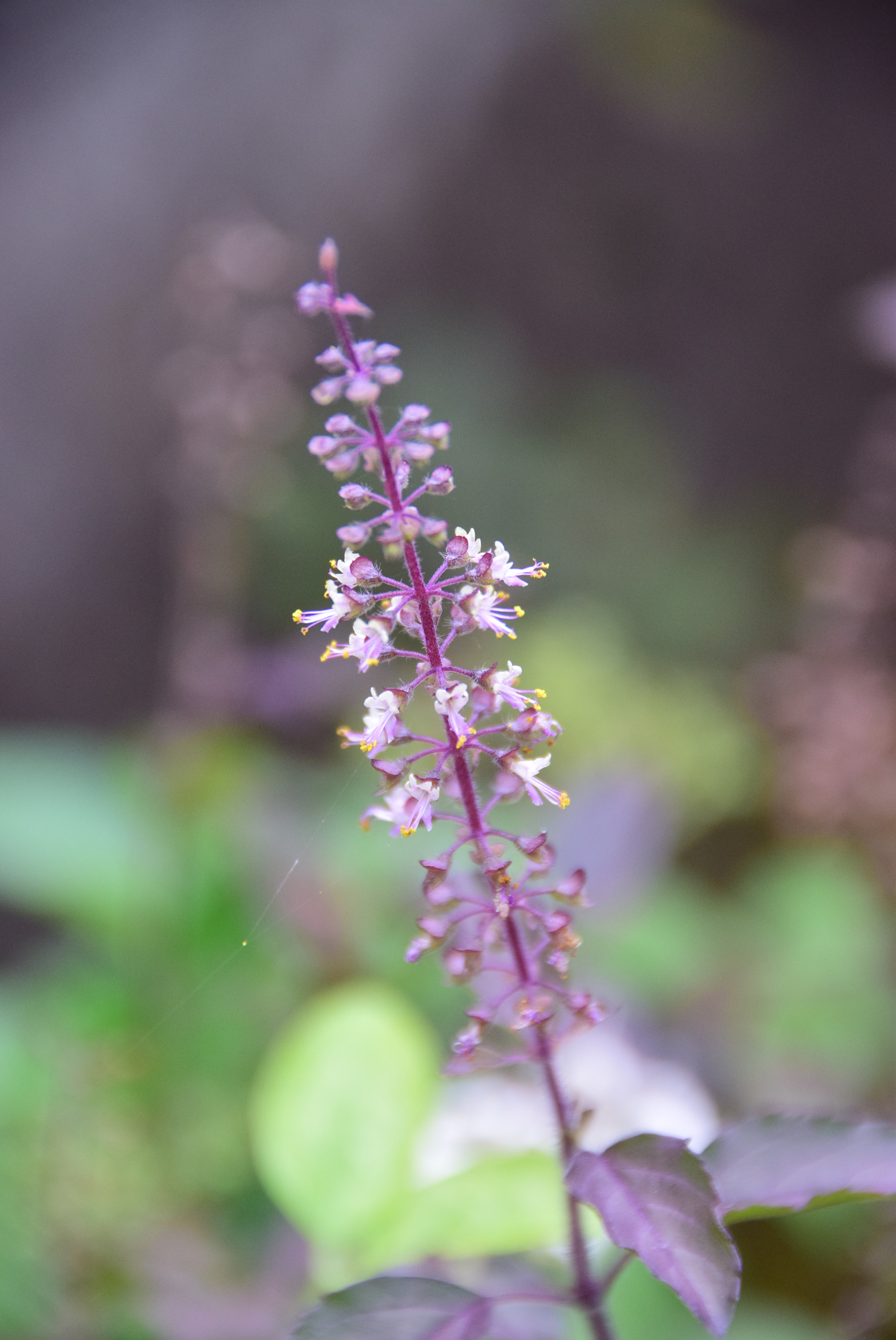 Nikon D5300 sample photo. Thulsi plant photography