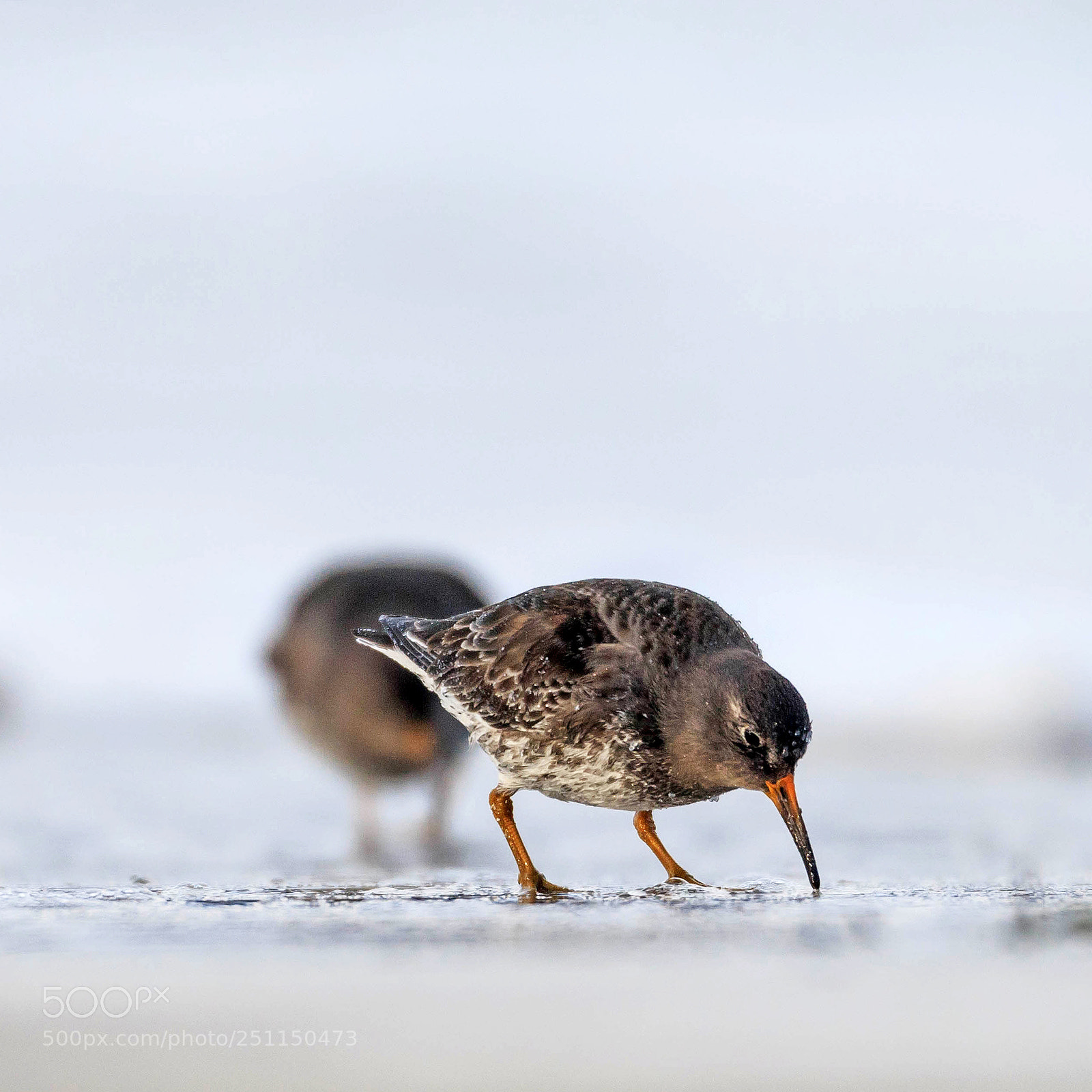 Canon EOS-1D X sample photo. Purple sandpiper, varanger, norway photography