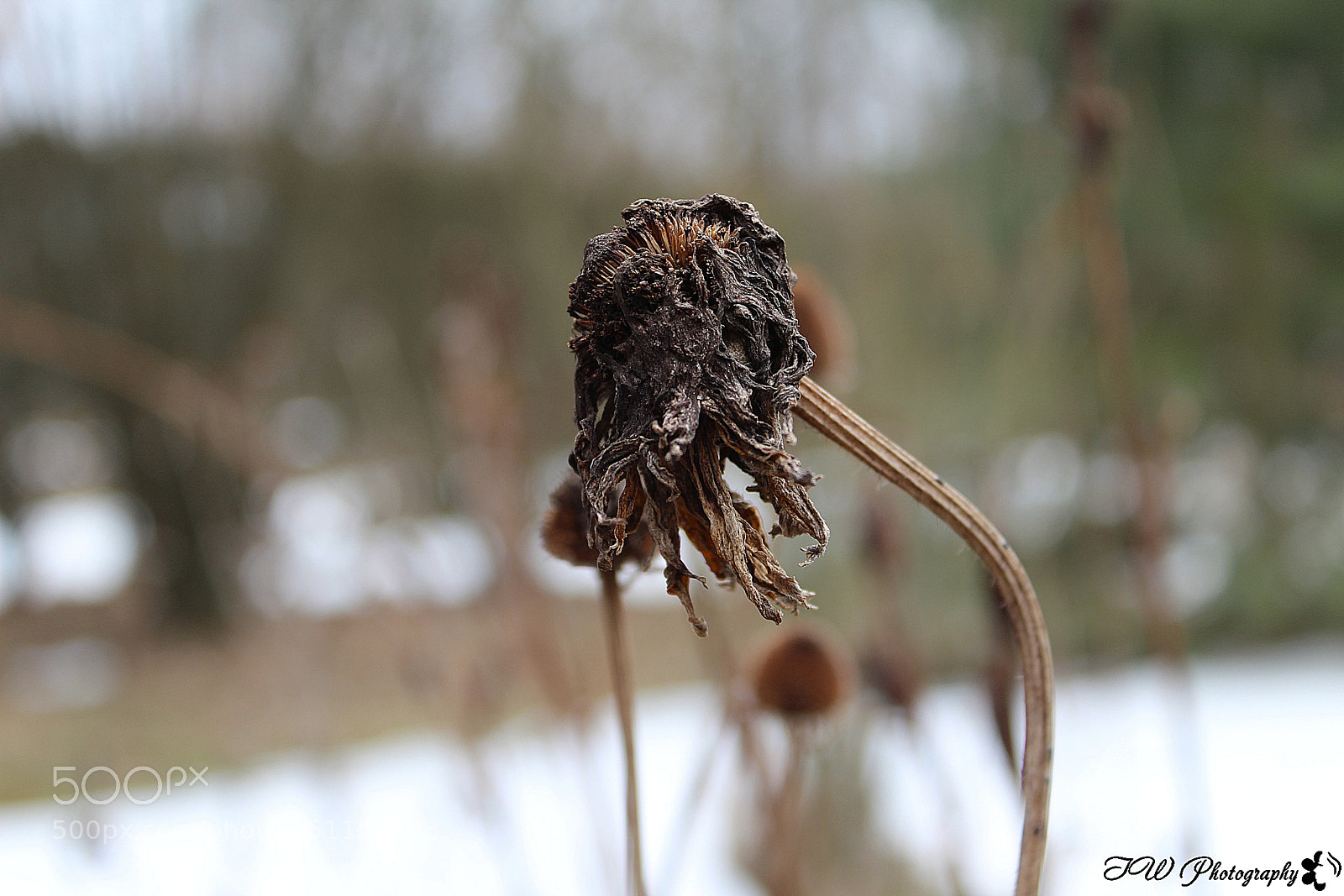 Canon EOS 1300D (EOS Rebel T6 / EOS Kiss X80) sample photo. Winter photography