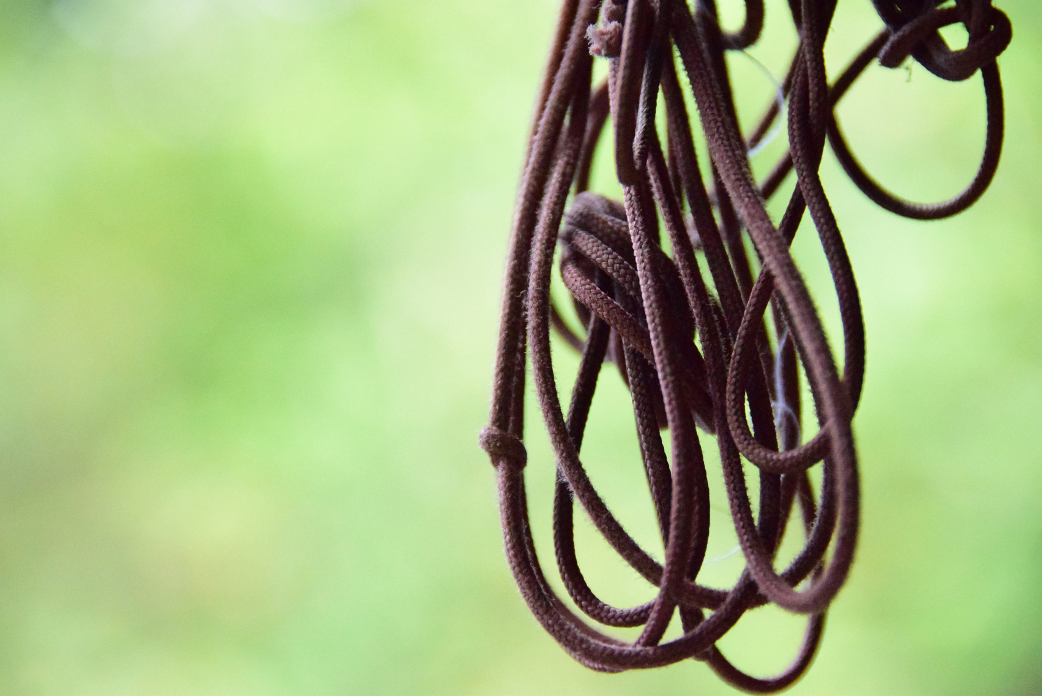 Nikon D5300 sample photo. Strings of life photography