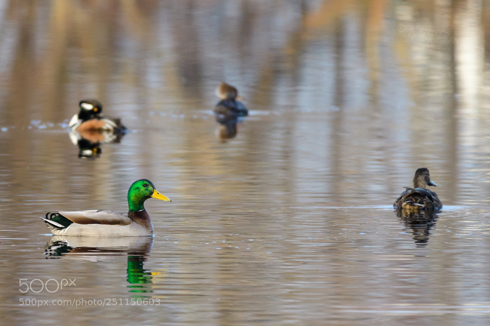 Nikon D500 sample photo. Mallard duck photography