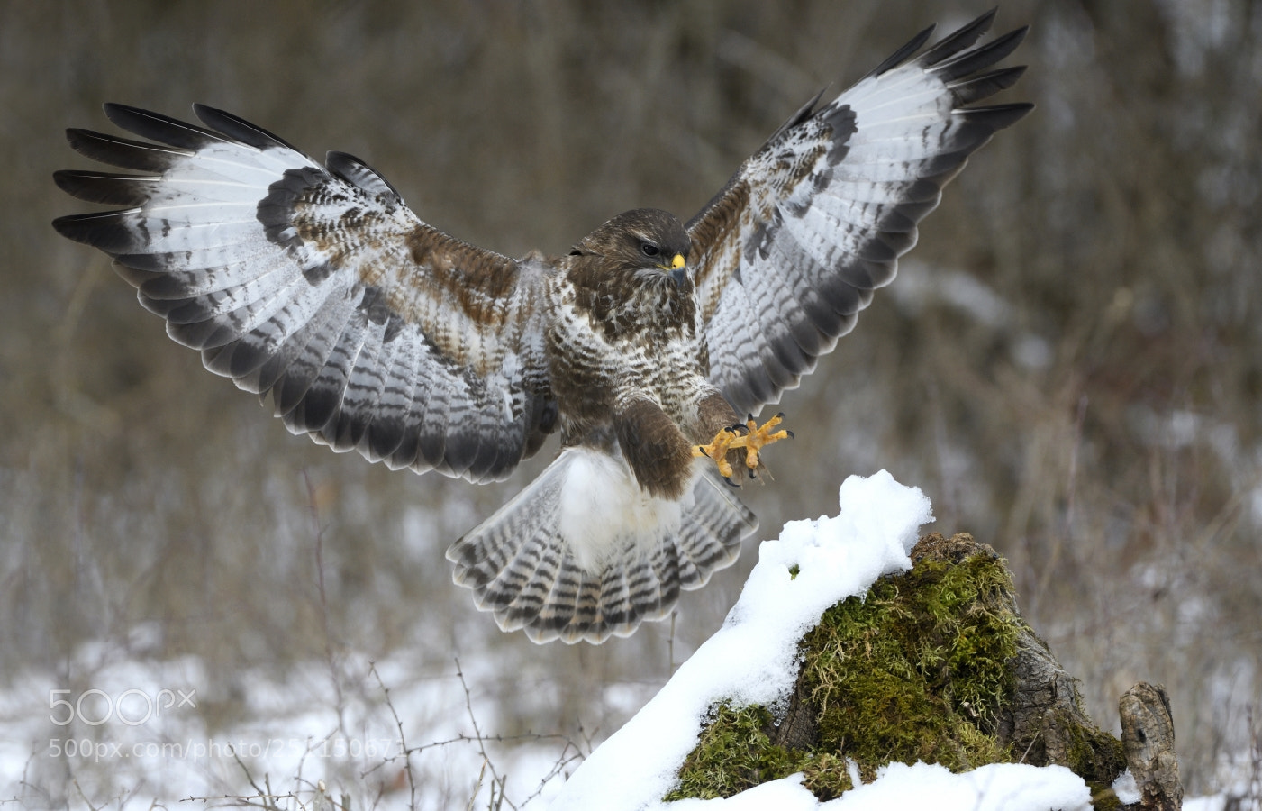 Nikon D500 sample photo. Snowtime.. photography
