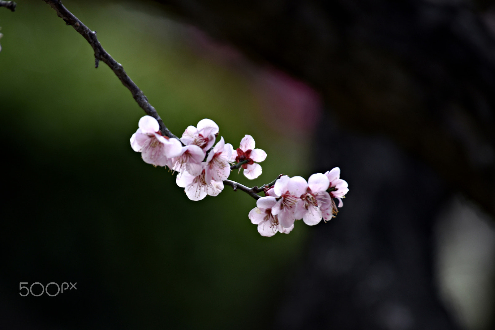 Nikon D810 sample photo. Plum photography