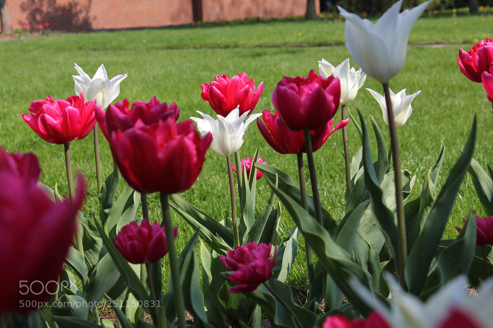 Canon EOS 550D (EOS Rebel T2i / EOS Kiss X4) sample photo. Tulips, rosetta mcclain gardens photography