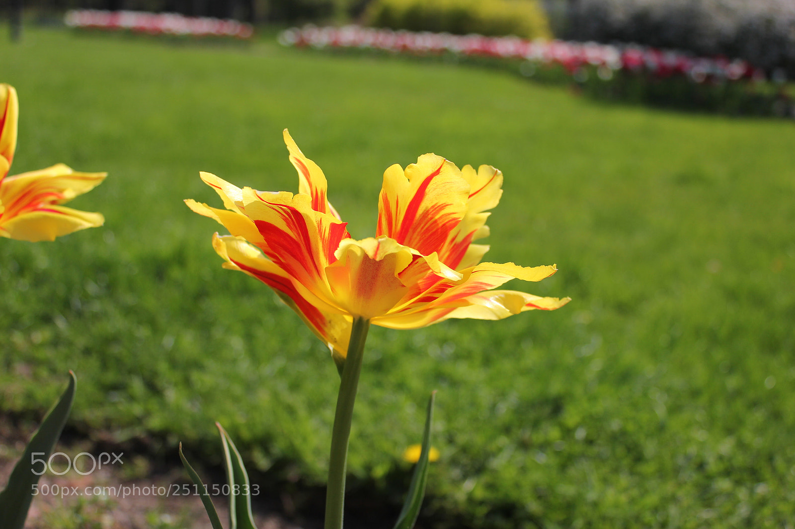 Canon EOS 550D (EOS Rebel T2i / EOS Kiss X4) sample photo. Tulips, rosetta mcclain gardens photography