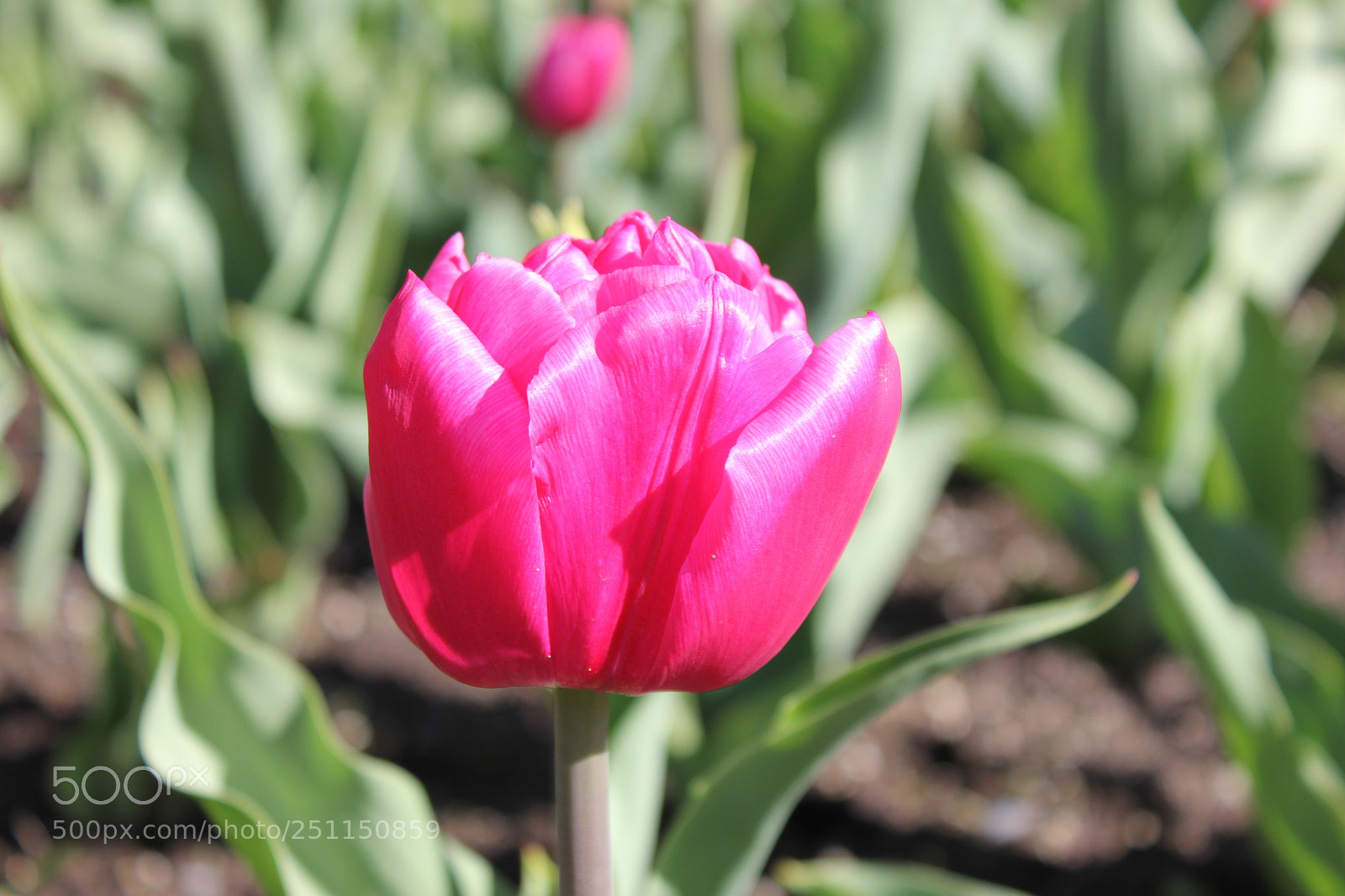 Canon EOS 550D (EOS Rebel T2i / EOS Kiss X4) sample photo. Tulips, rosetta mcclain gardens photography