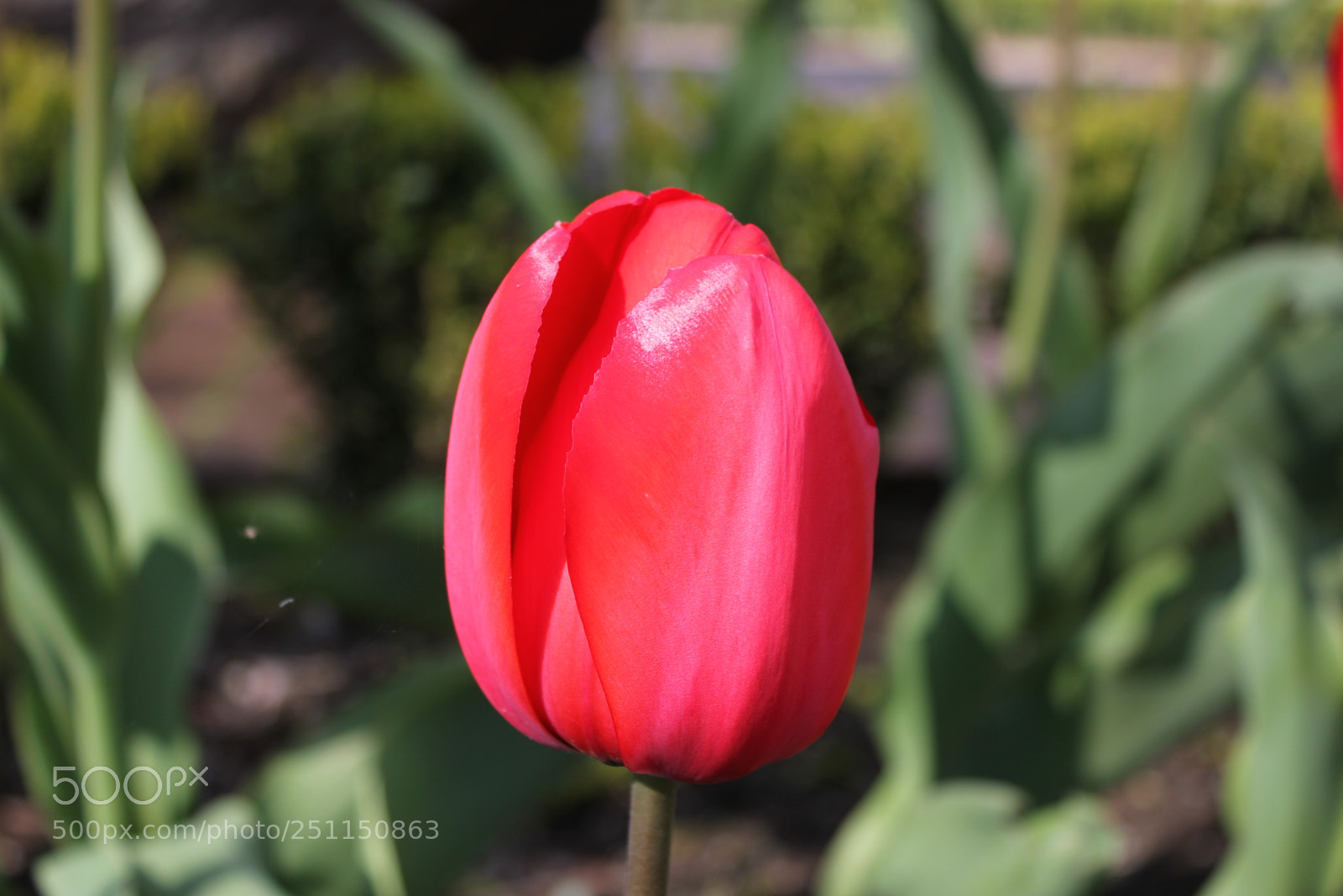 Canon EOS 550D (EOS Rebel T2i / EOS Kiss X4) sample photo. Tulips, rosetta mcclain gardens photography