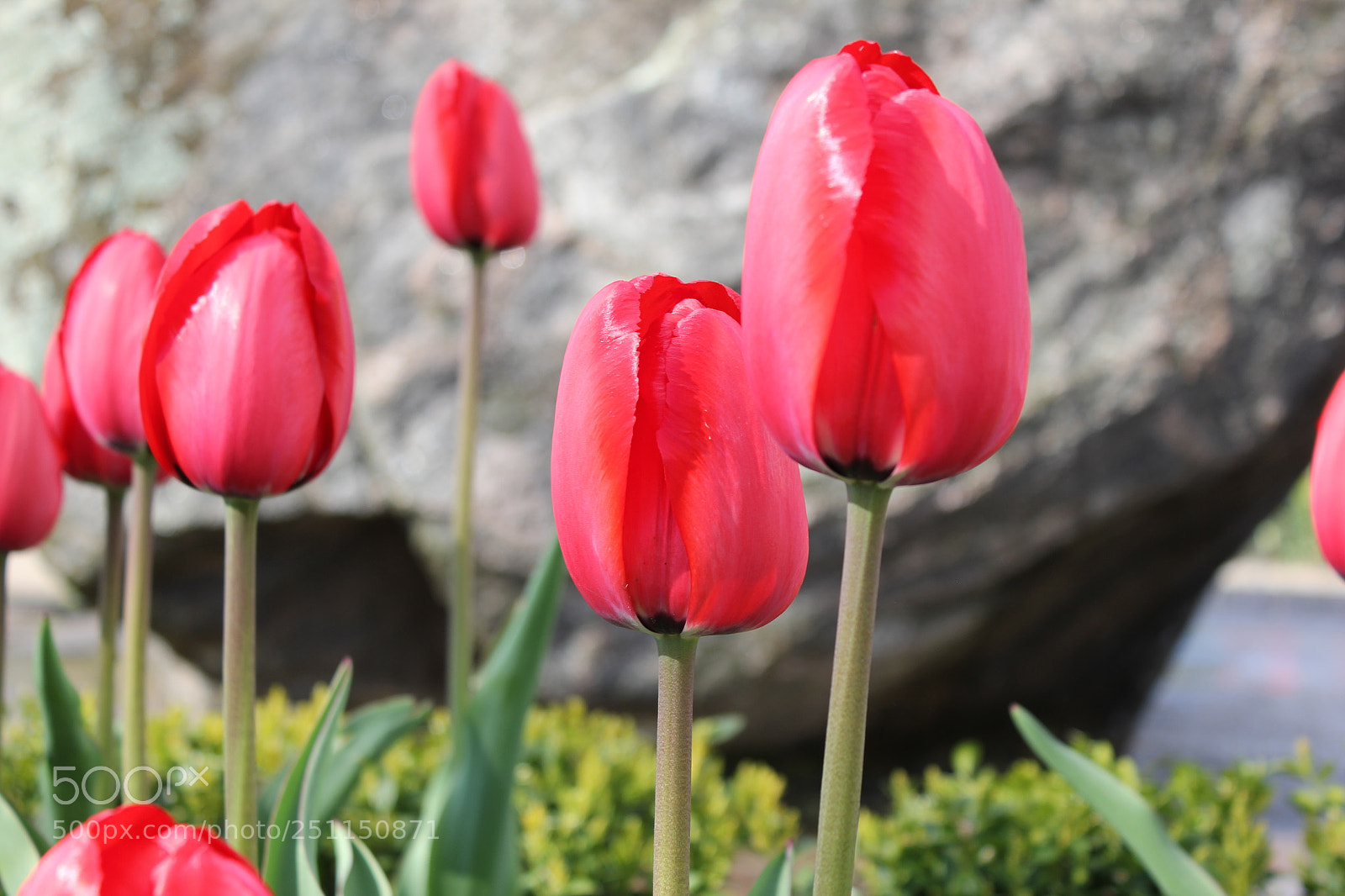 Canon EOS 550D (EOS Rebel T2i / EOS Kiss X4) sample photo. Tulips, rosetta mcclain gardens photography