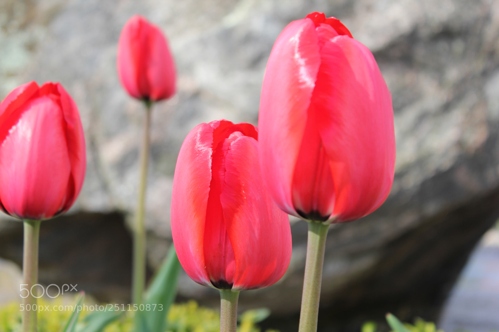 Canon EOS 550D (EOS Rebel T2i / EOS Kiss X4) sample photo. Tulips, rosetta mcclain gardens photography