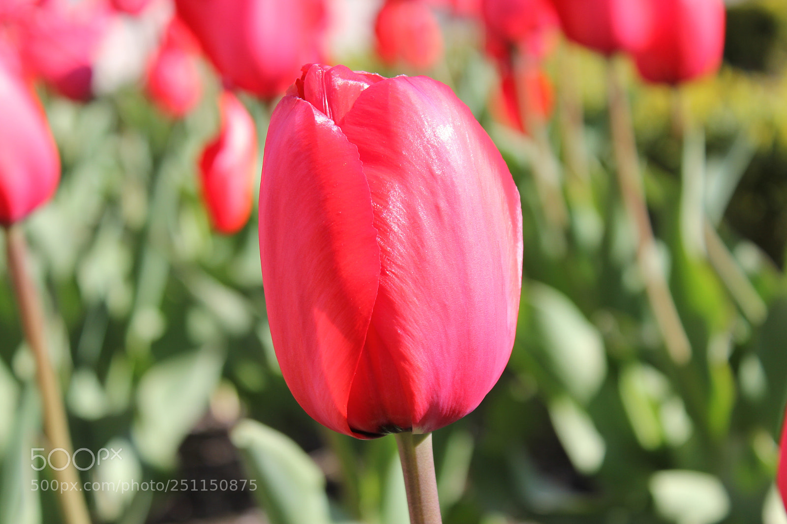 Canon EOS 550D (EOS Rebel T2i / EOS Kiss X4) sample photo. Tulips, rosetta mcclain gardens photography