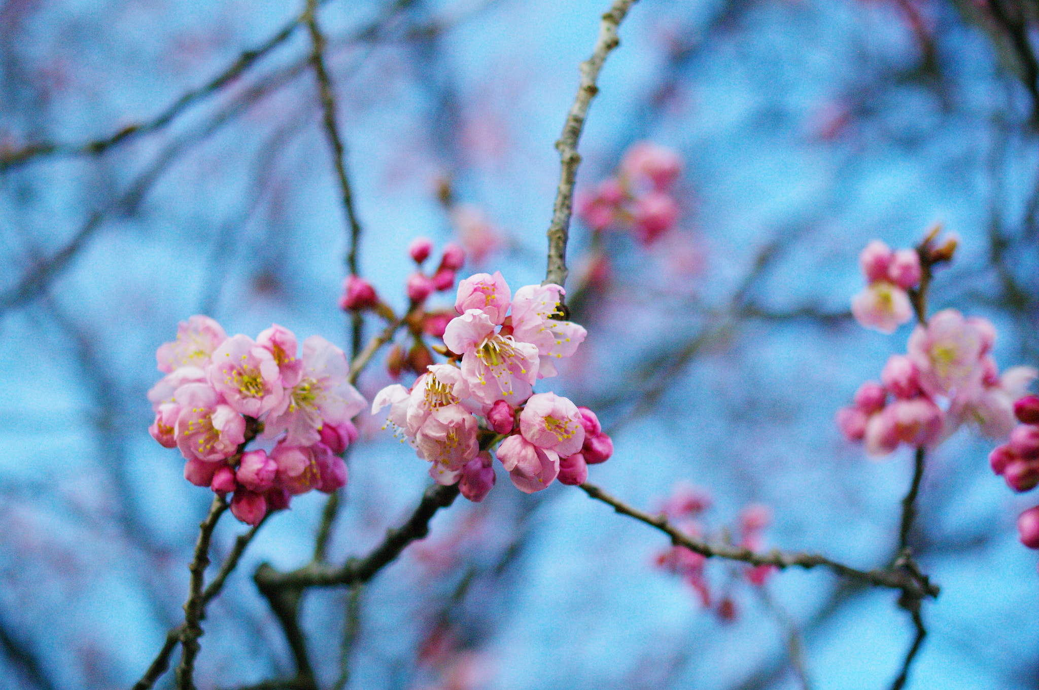 Pentax K-7 sample photo. Cherry blossoms photography