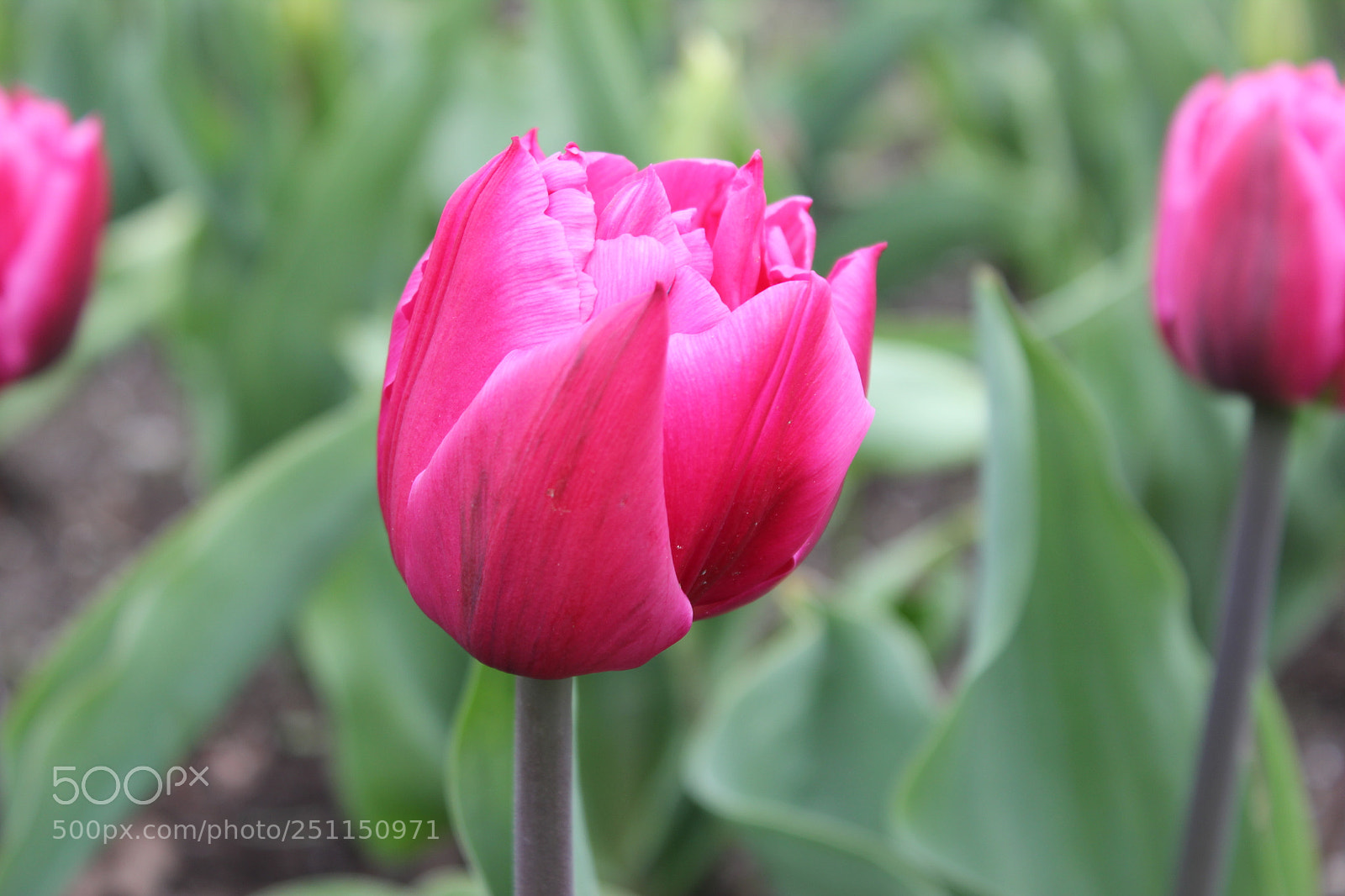 Canon EOS 550D (EOS Rebel T2i / EOS Kiss X4) sample photo. Tulips, rosetta mcclain gardens photography