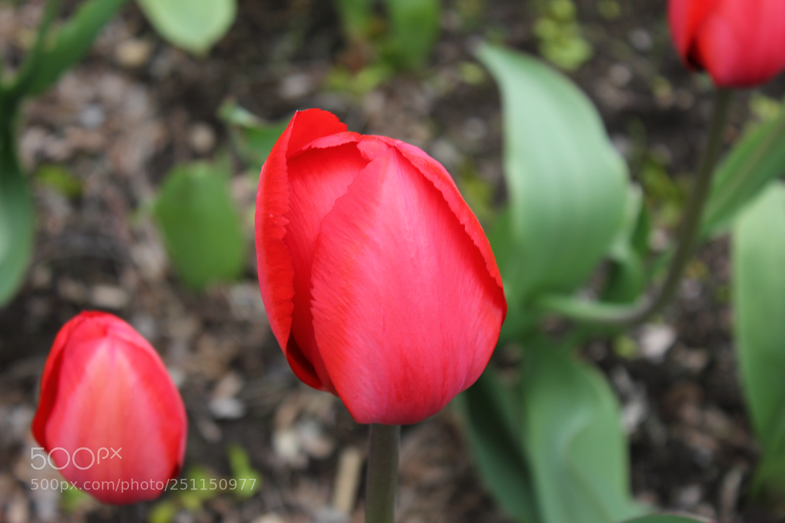 Canon EOS 550D (EOS Rebel T2i / EOS Kiss X4) sample photo. Tulips, rosetta mcclain gardens photography