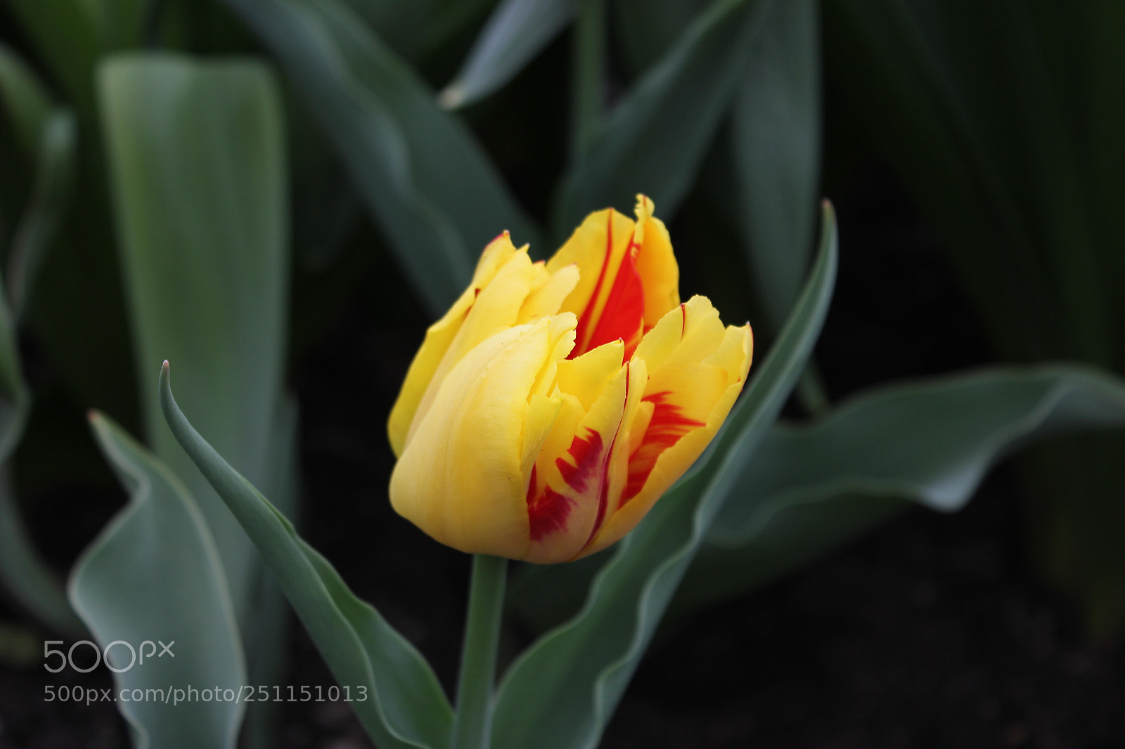 Canon EOS 550D (EOS Rebel T2i / EOS Kiss X4) sample photo. Tulips, rosetta mcclain gardens photography