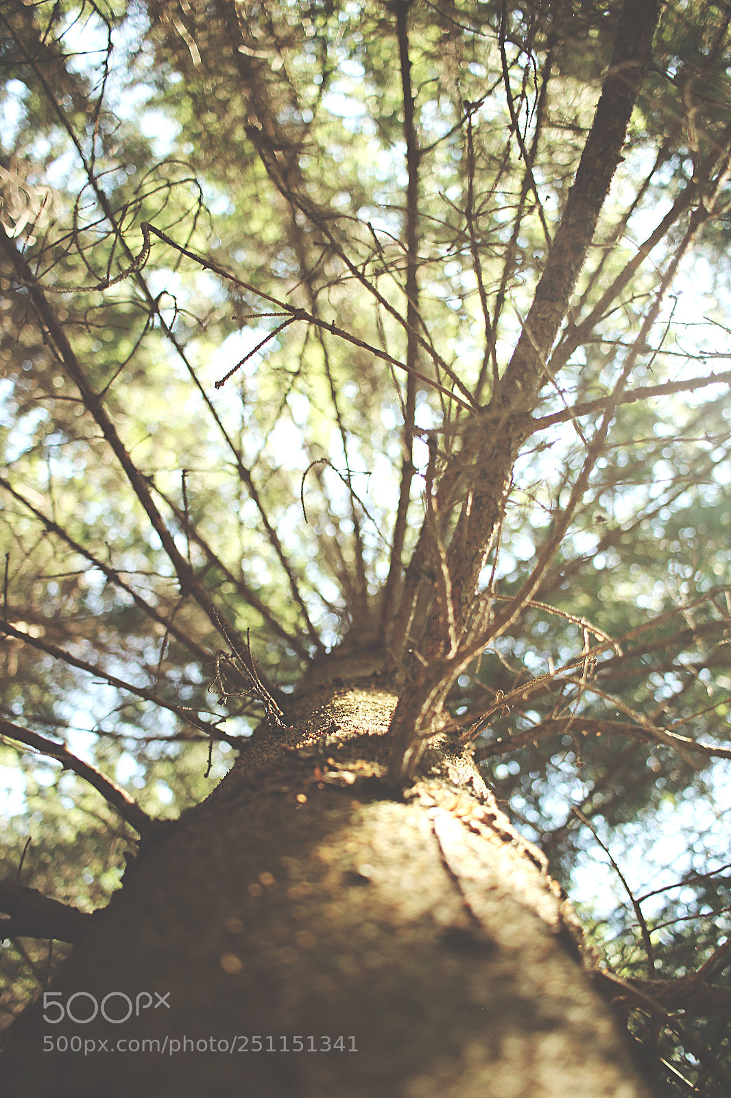 Canon EOS 100D (EOS Rebel SL1 / EOS Kiss X7) sample photo. Beautiful tree photography
