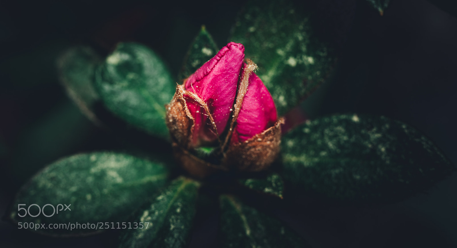 Sony SLT-A99V sample photo. Azalea bud photography