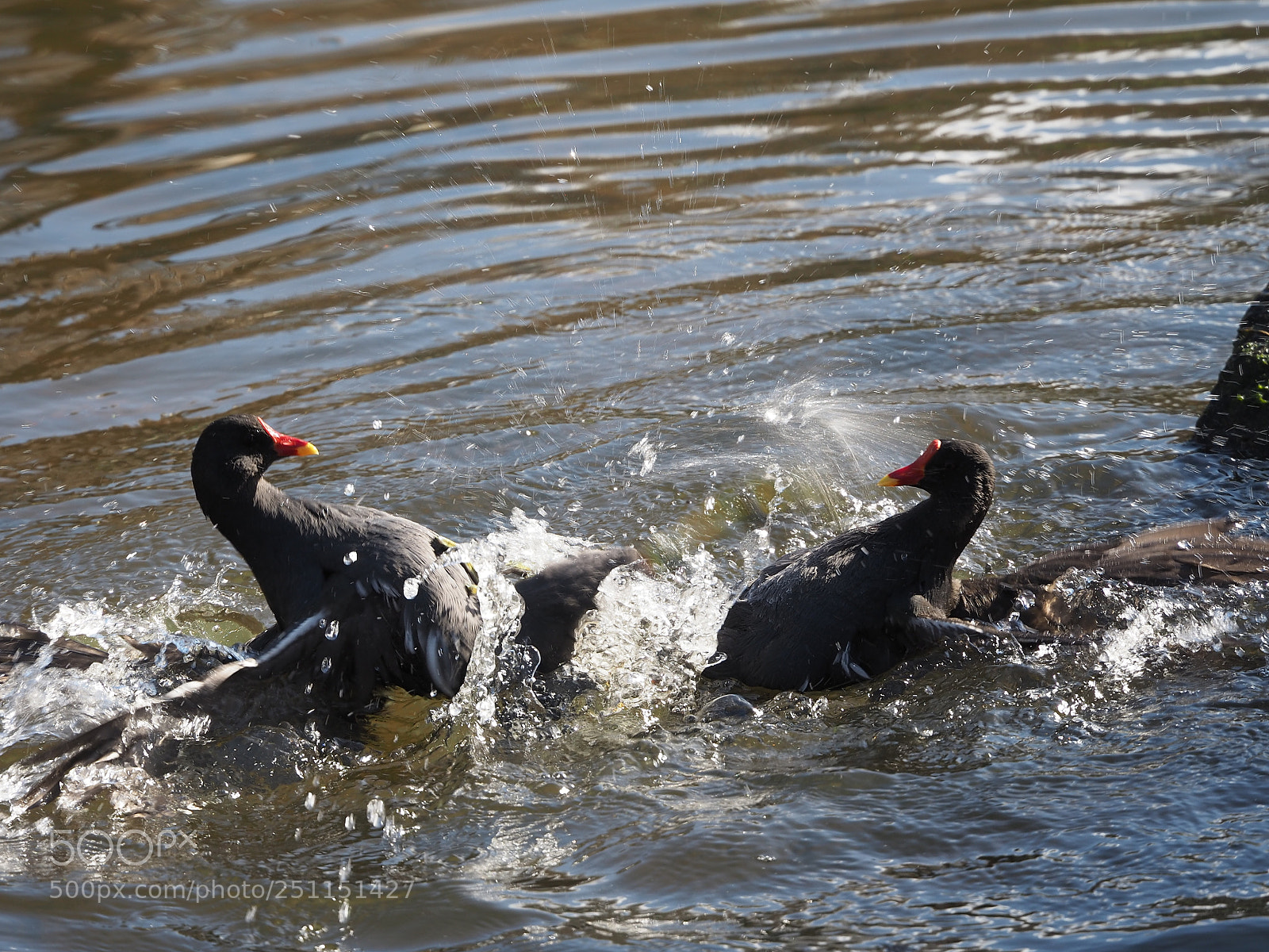 Olympus OM-D E-M5 II sample photo. Kung fu moorhens 1 photography