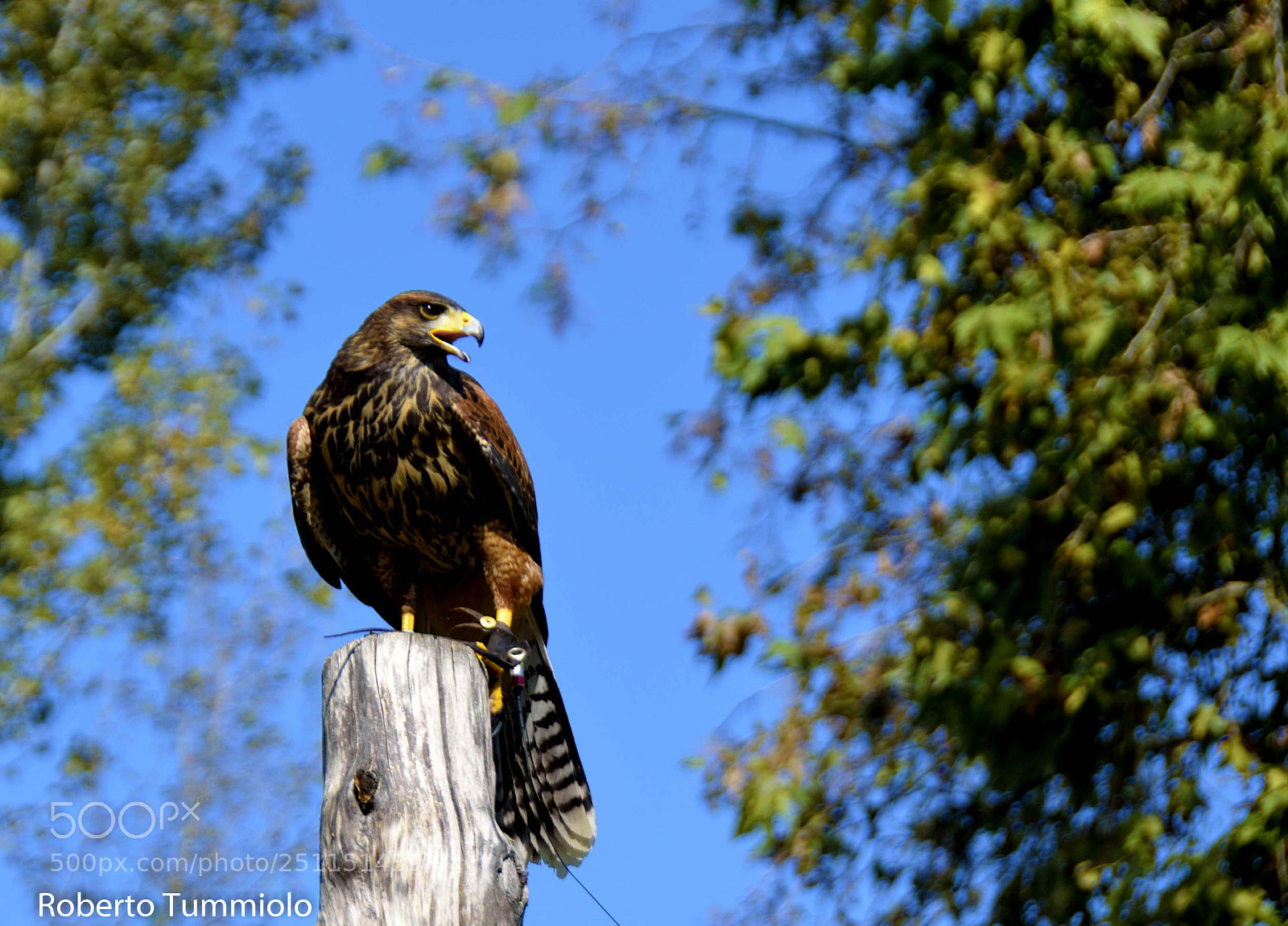 Nikon D5100 sample photo. Aquila photography
