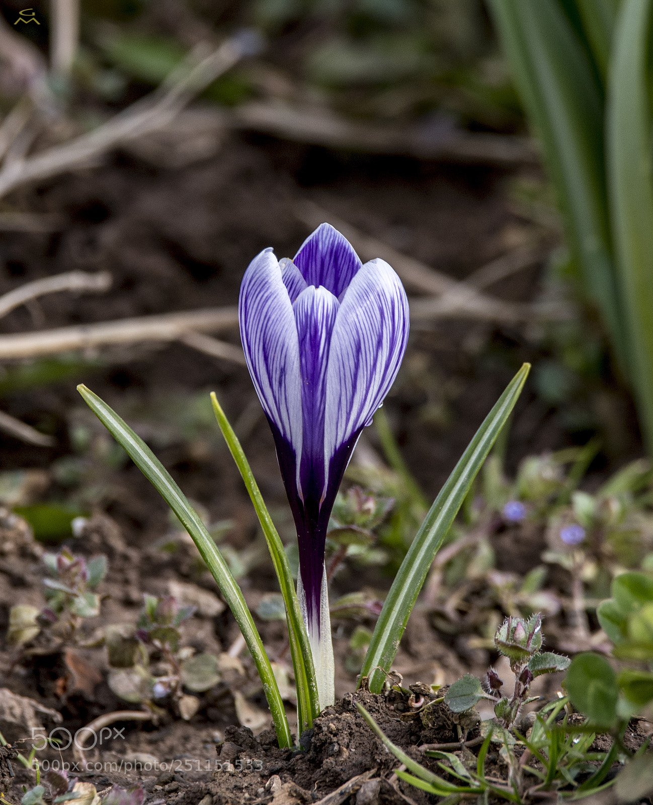 Nikon D5 sample photo. Still crocus available photography
