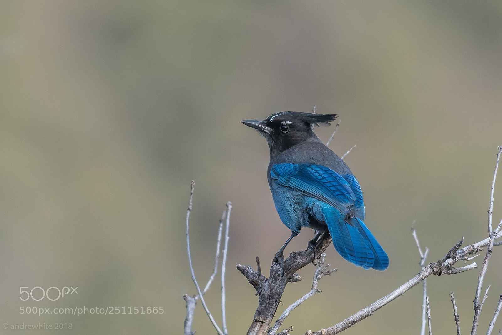 Nikon D850 sample photo. Stellar's jay photography