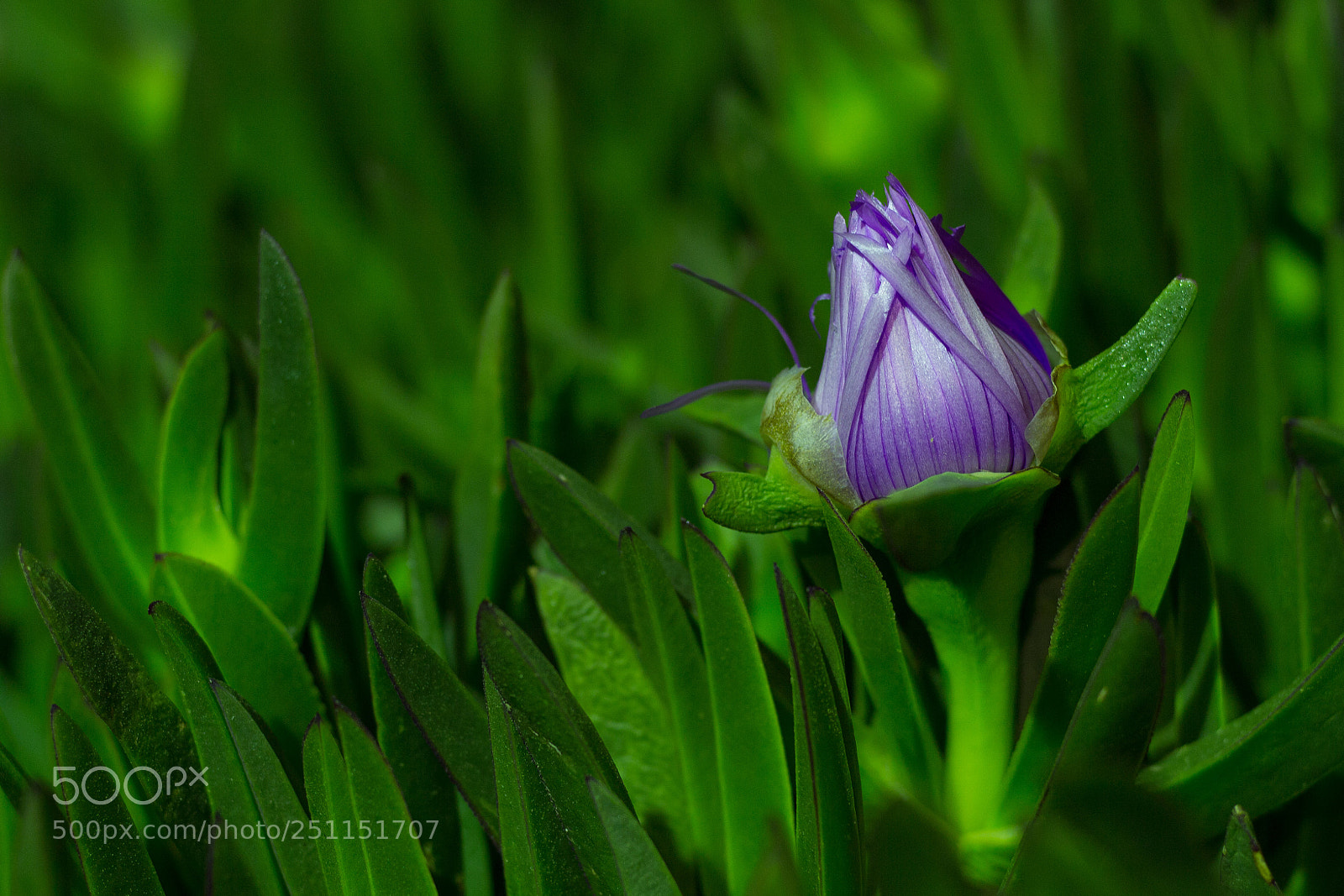 Canon EOS 600D (Rebel EOS T3i / EOS Kiss X5) sample photo. Jaded amethyst photography