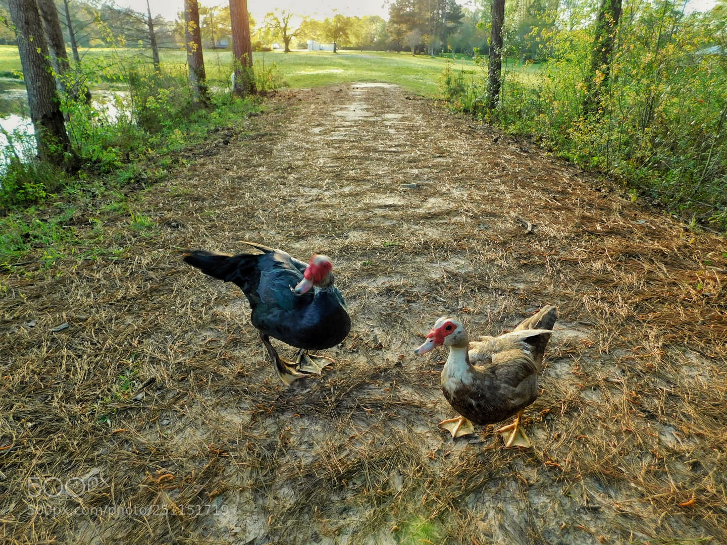 Nikon Coolpix B500 sample photo. Two ducks in my photography