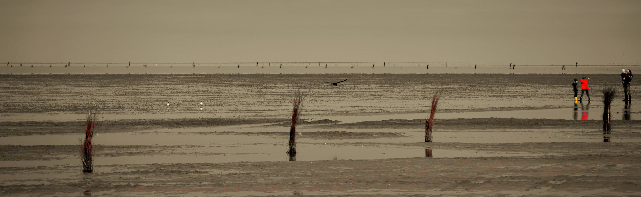 Nikon D5100 sample photo. Three birds and people photography