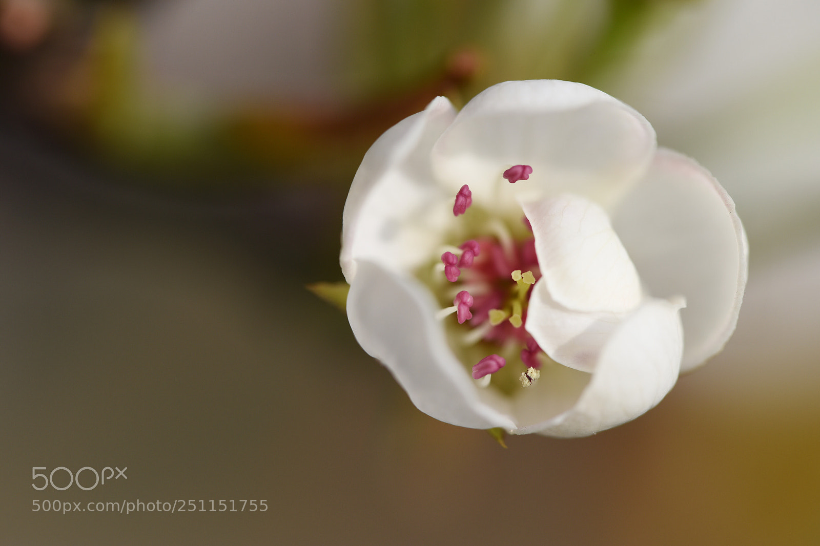 Nikon D810 sample photo. 一朵梨花 photography