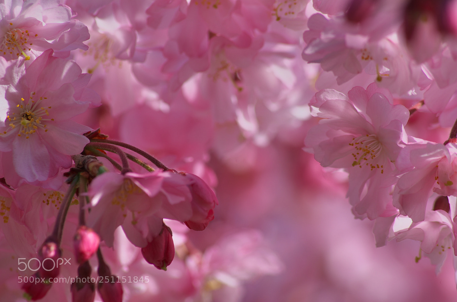 Pentax K-30 sample photo. Cherry blossoms photography