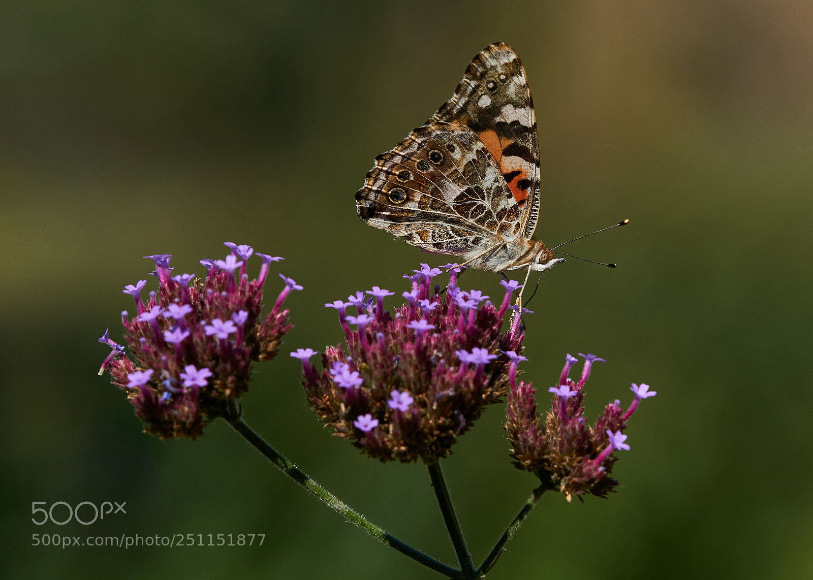 Sony a6000 sample photo. Painted lady photography