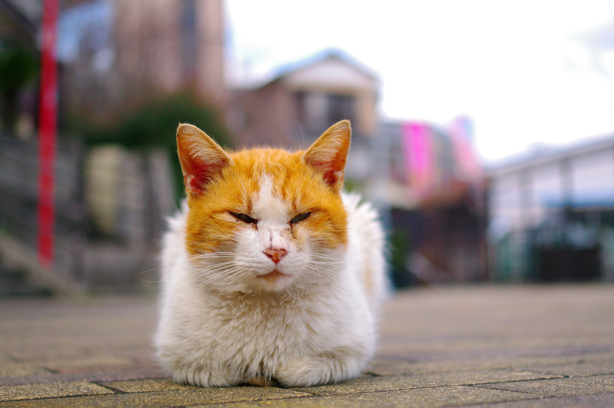 Pentax smc DA 35mm F2.4 AL sample photo. Sleeping cat photography