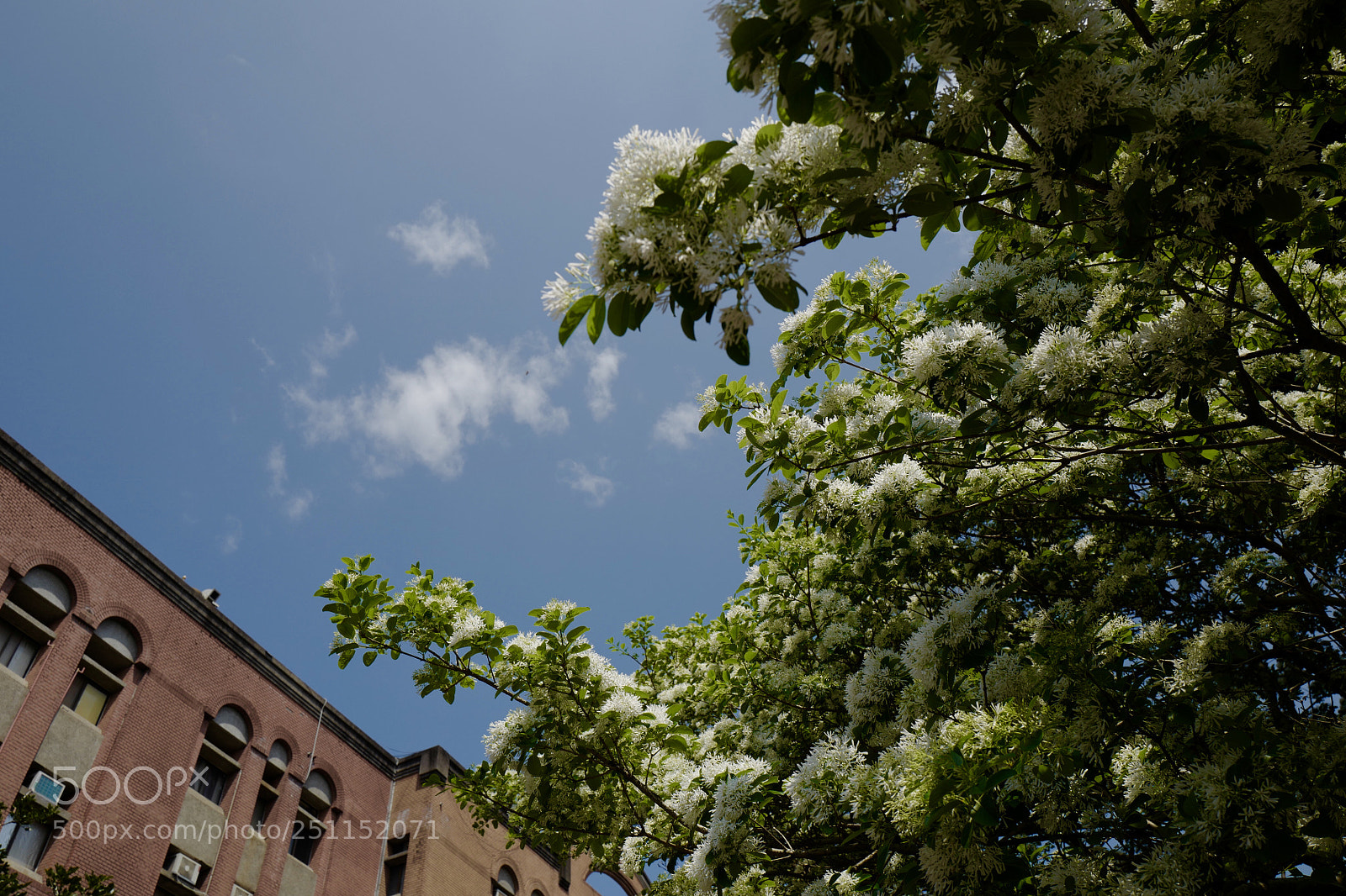 Leica Q (Typ 116) sample photo. 春天的白花開滿樹枝椏，短暫的時間被我拍到，很芳香的路過 photography
