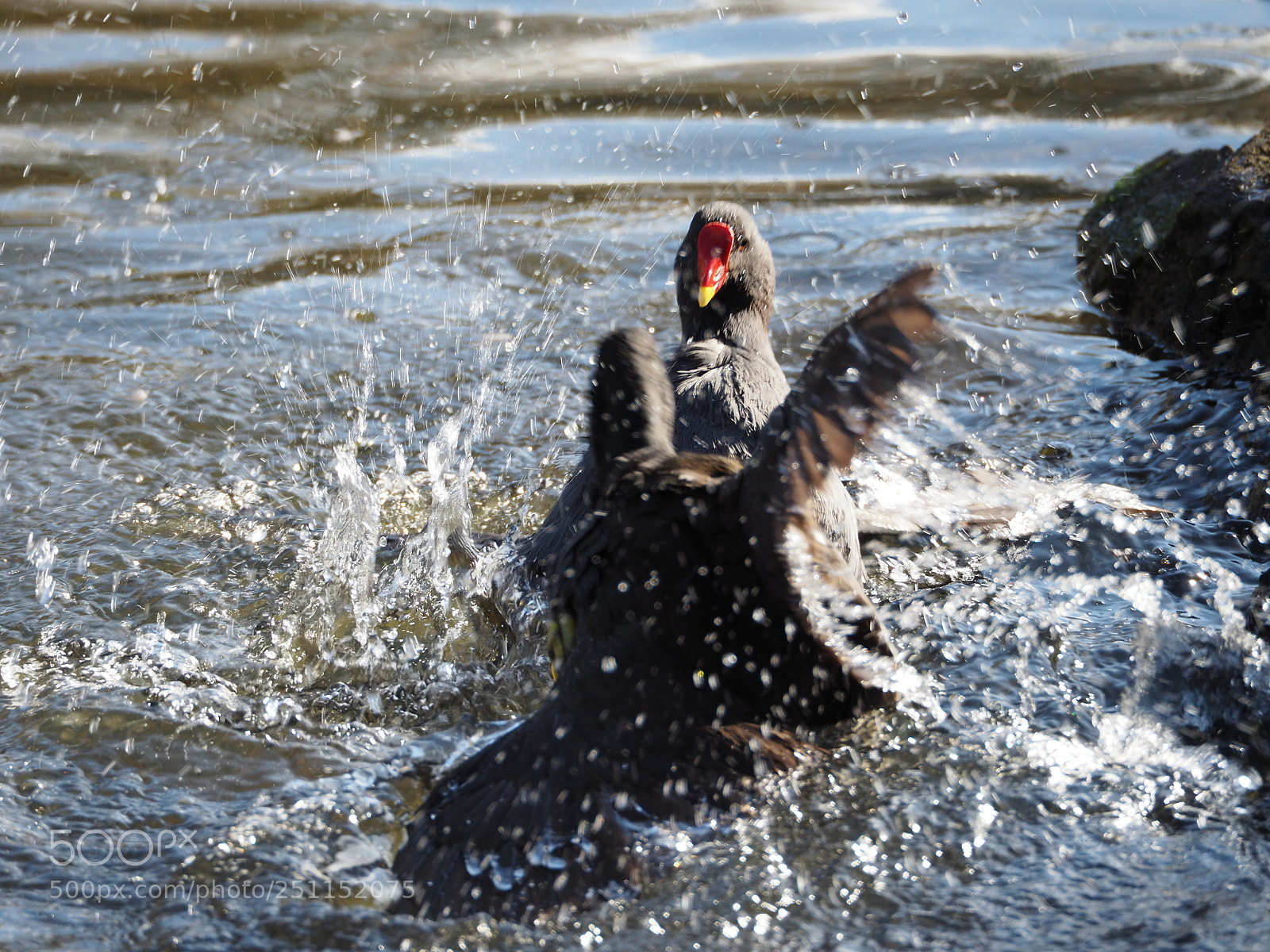 Olympus OM-D E-M5 II sample photo. Kung fu moorhens 2 photography