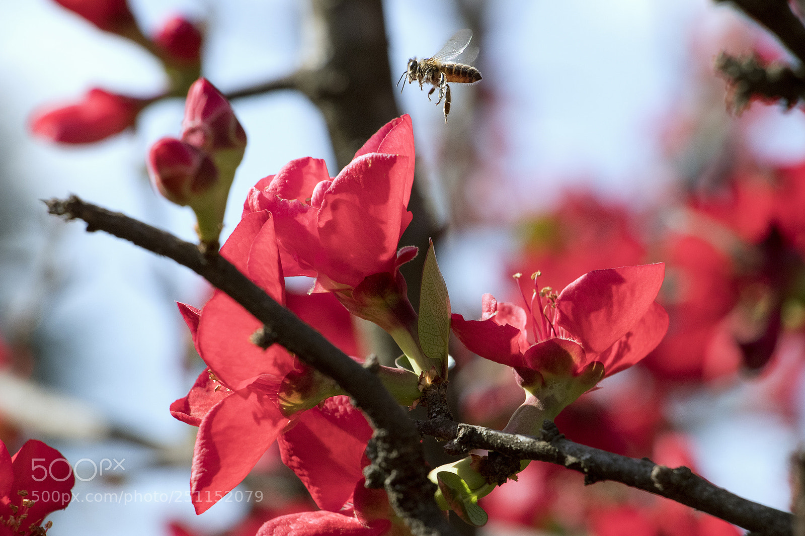 Canon EOS 80D sample photo. Busy bee Ⅹ photography